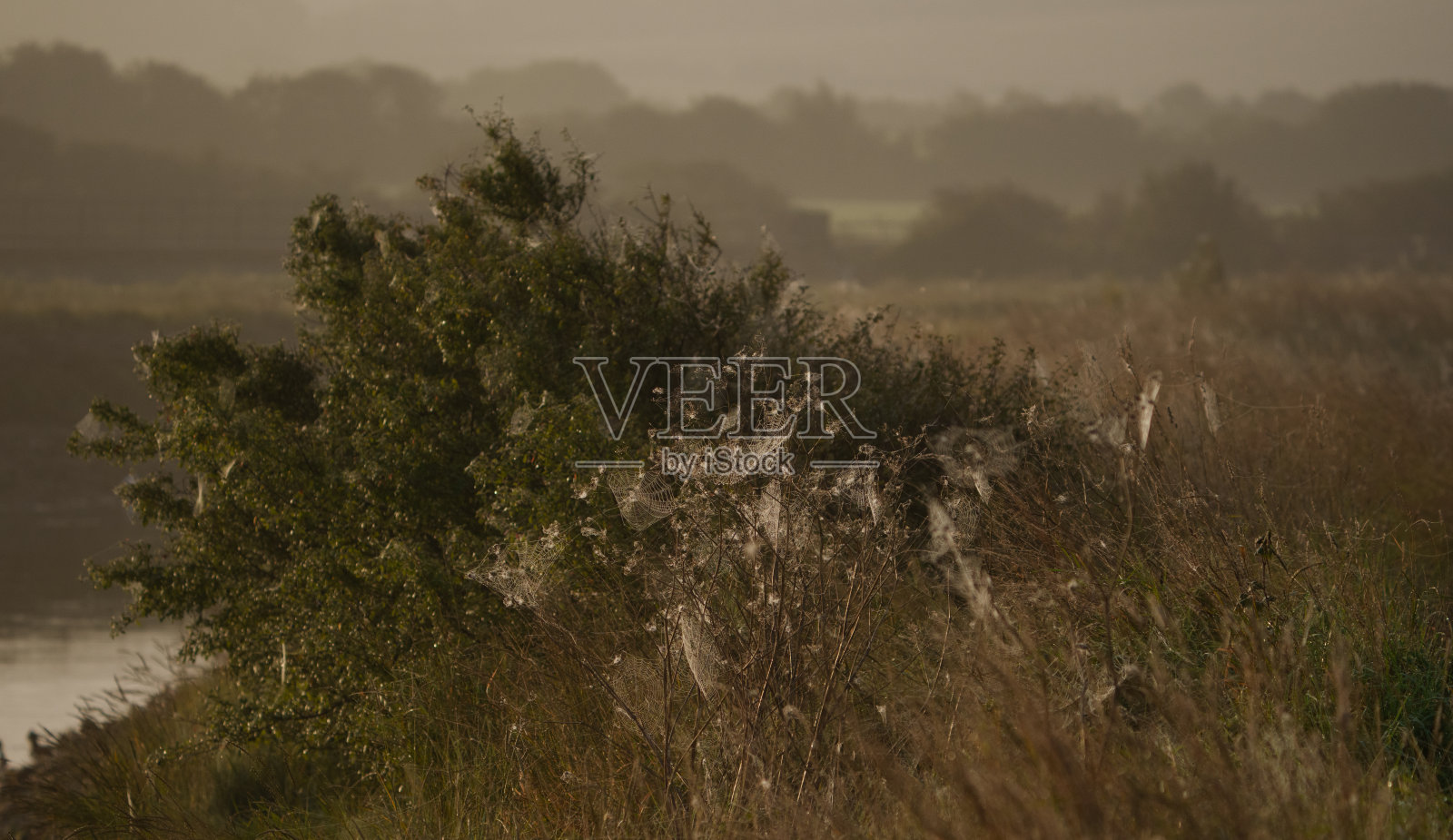 河边的蜘蛛网照片摄影图片