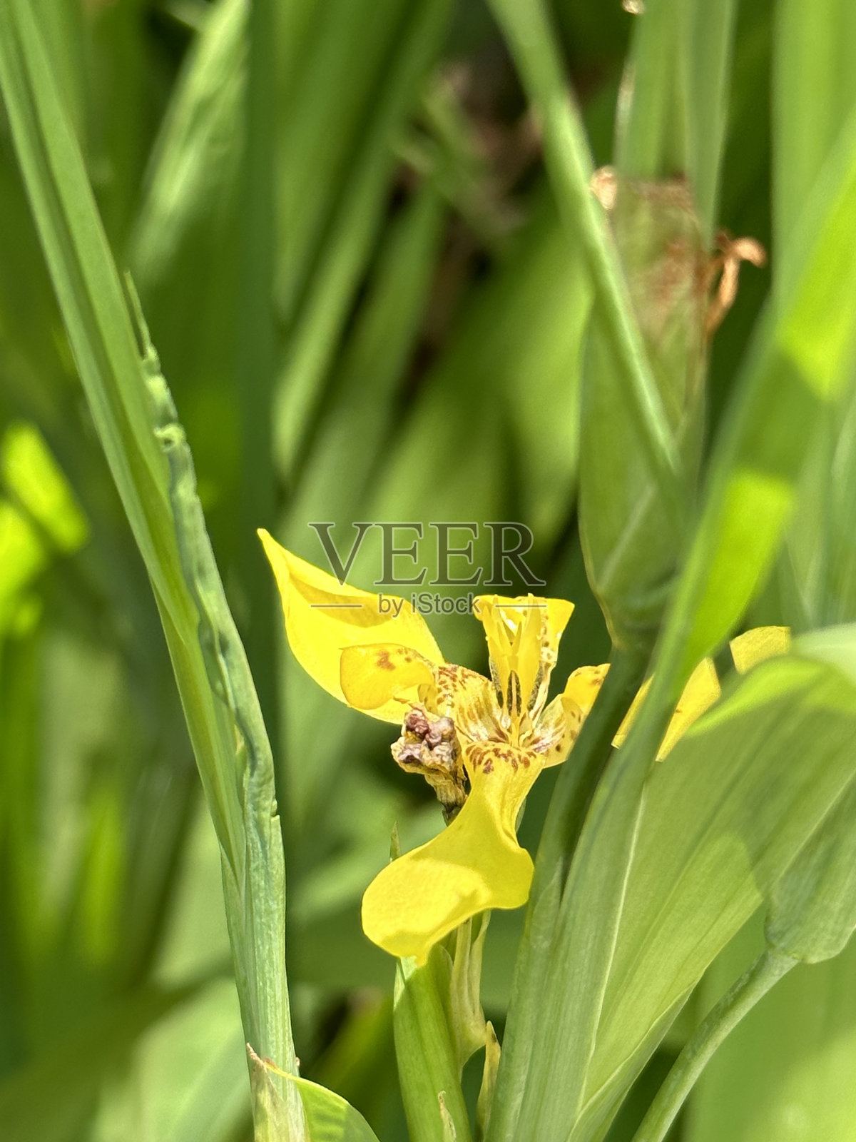 Trimezia fosteriana照片摄影图片