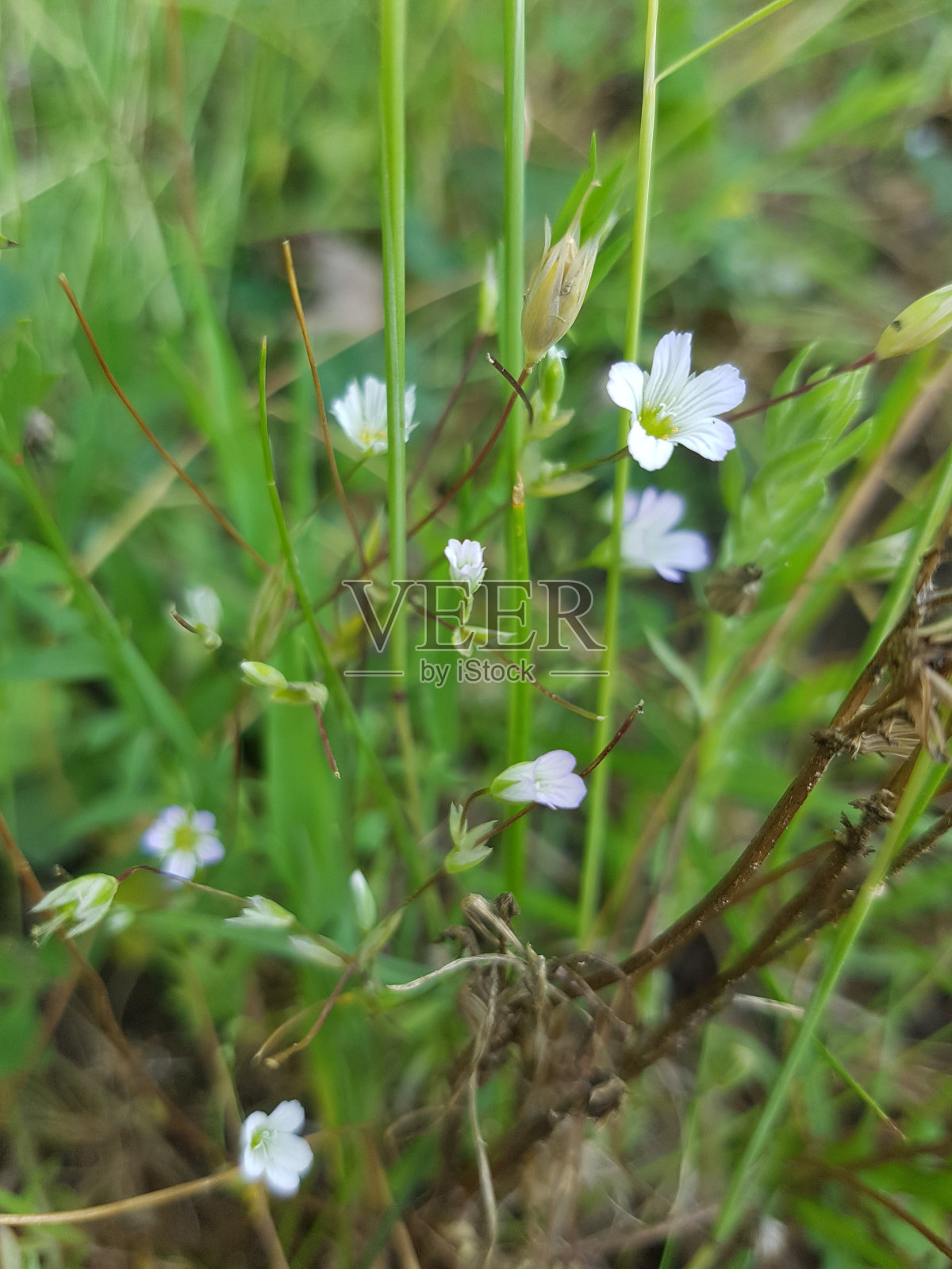 白色的野花照片摄影图片