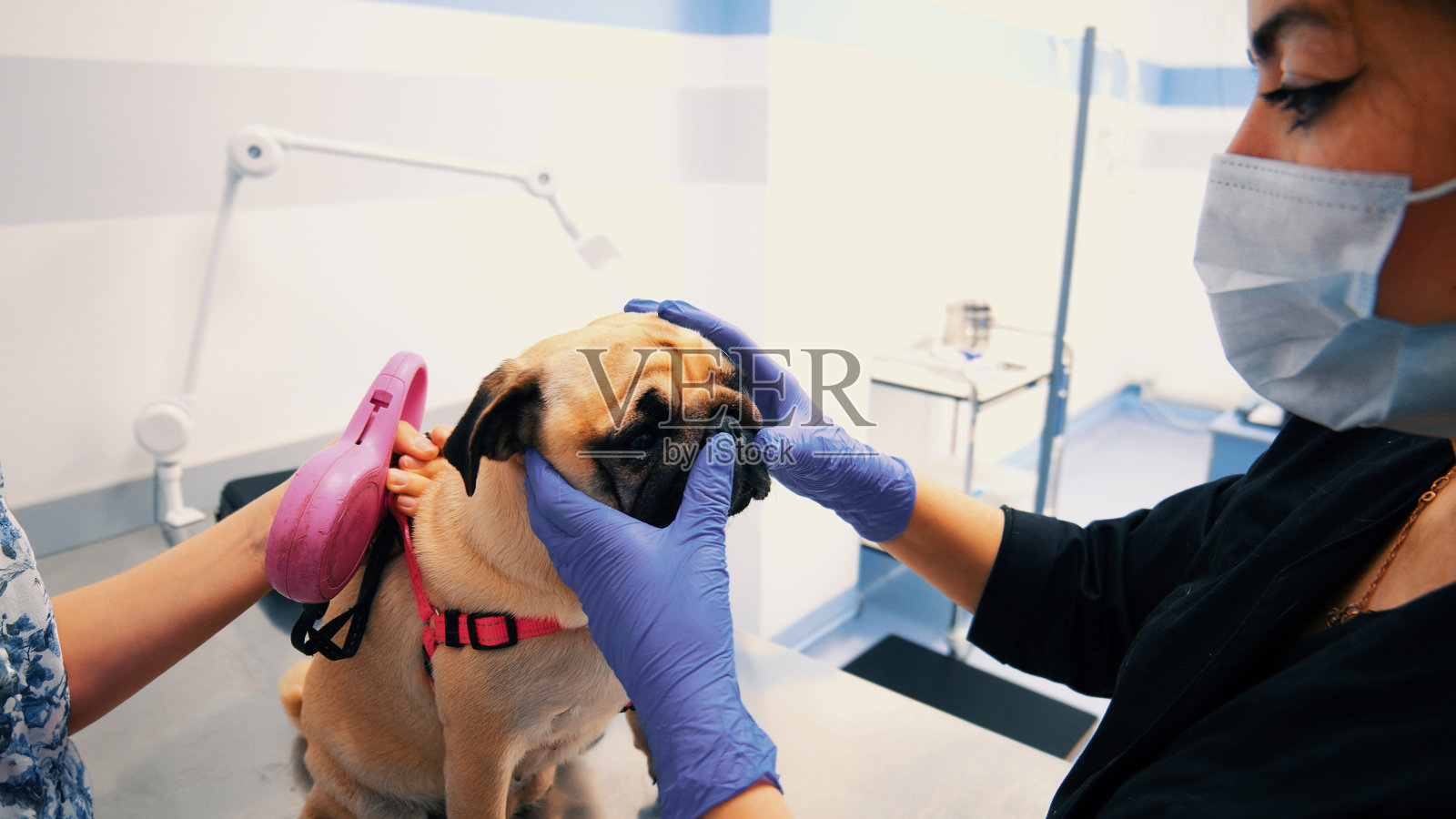 兽医正在检查待在桌子上的巴哥照片摄影图片