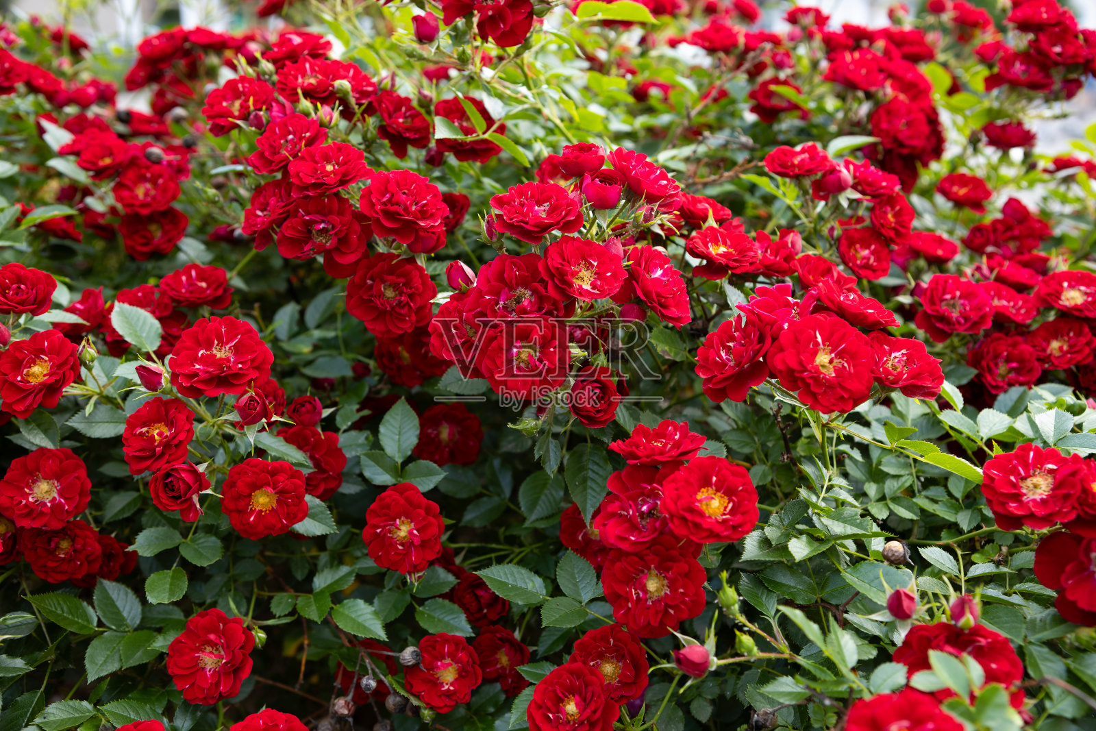 芬芳的红蔷薇花在花坛里，夏天自然是绿色的背景照片摄影图片