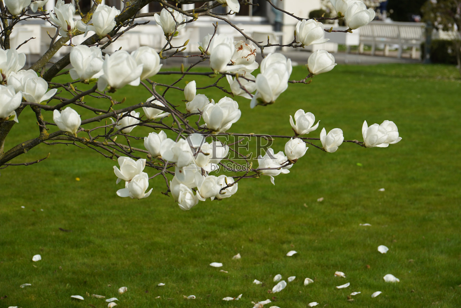 白玉兰照片摄影图片