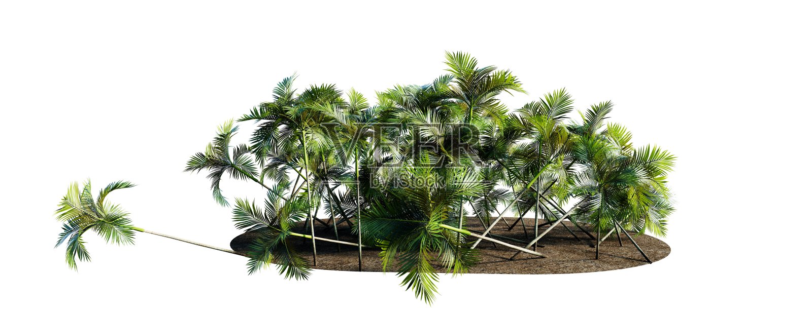 岛上有高大的棕榈树和岩石上的绿草照片摄影图片