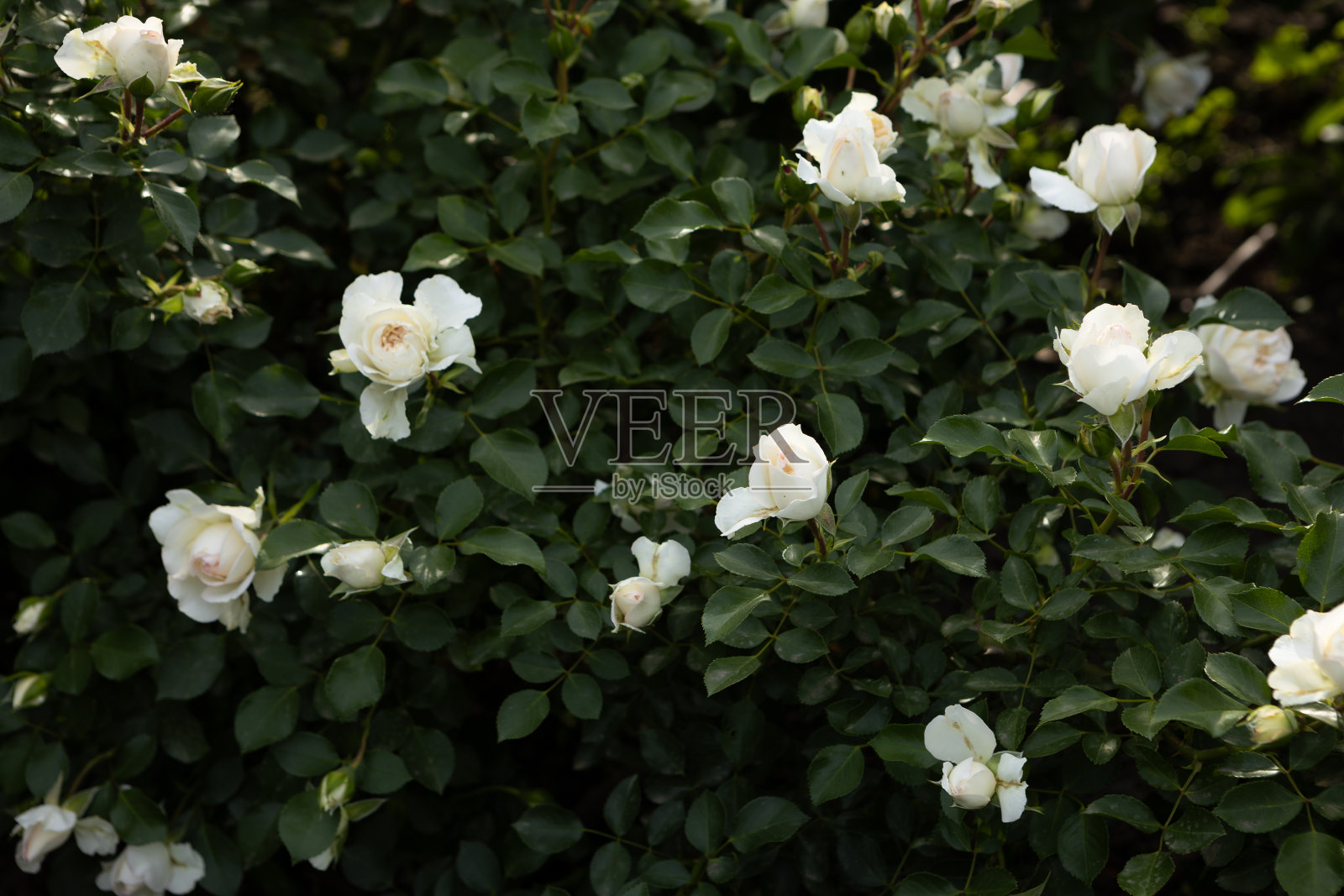 盛开的白玫瑰在绿色背景夏天的自然照片摄影图片