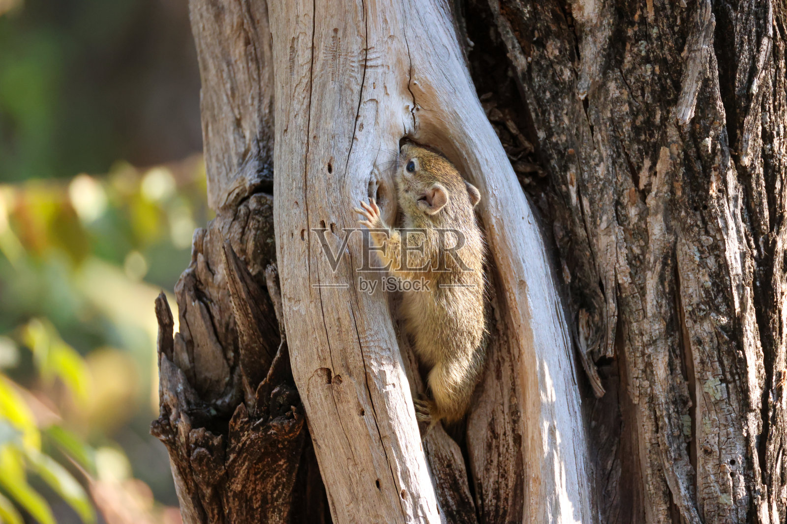 可爱的松鼠在节孔里照片摄影图片