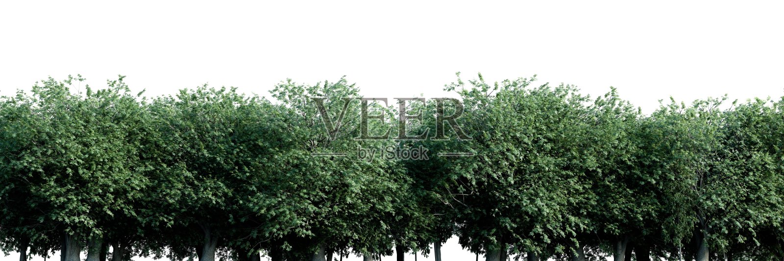 白天树木茂密，绿叶茂盛照片摄影图片