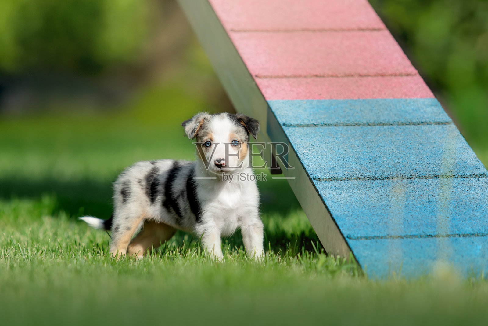 边境牧羊犬小狗在后院绿草地上的敏捷障碍附近玩耍。运动的狗。可爱的小狗照片摄影图片