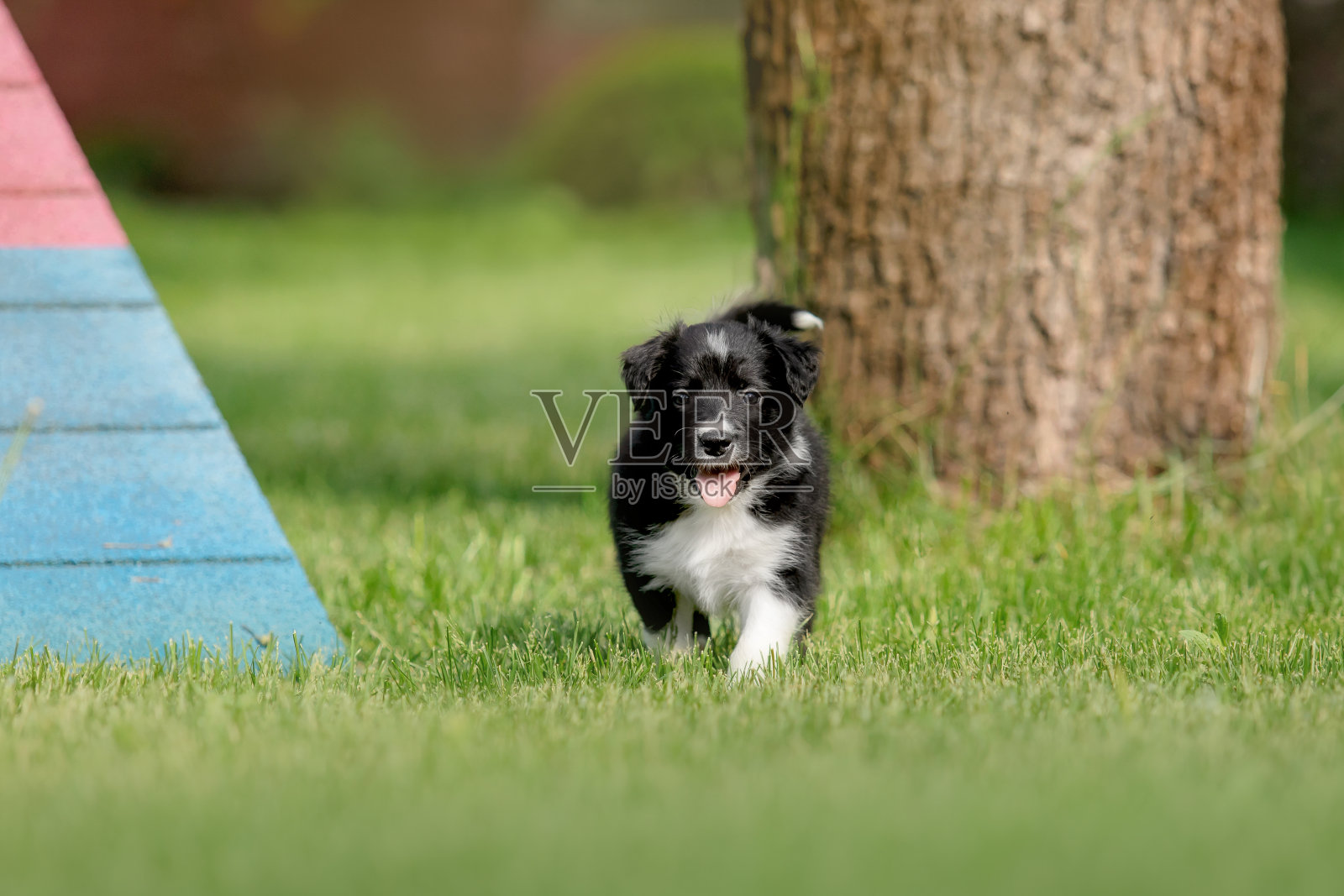 可爱的边境牧羊犬小狗在郁郁葱葱的绿草地上嬉戏，体现了狗的陪伴精神。照片摄影图片