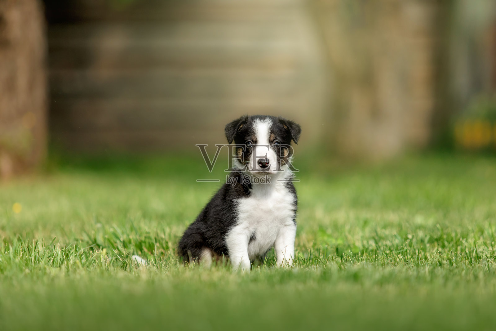 可爱的边境牧羊犬小狗在郁郁葱葱的绿草地上嬉戏，体现了狗的陪伴精神。照片摄影图片