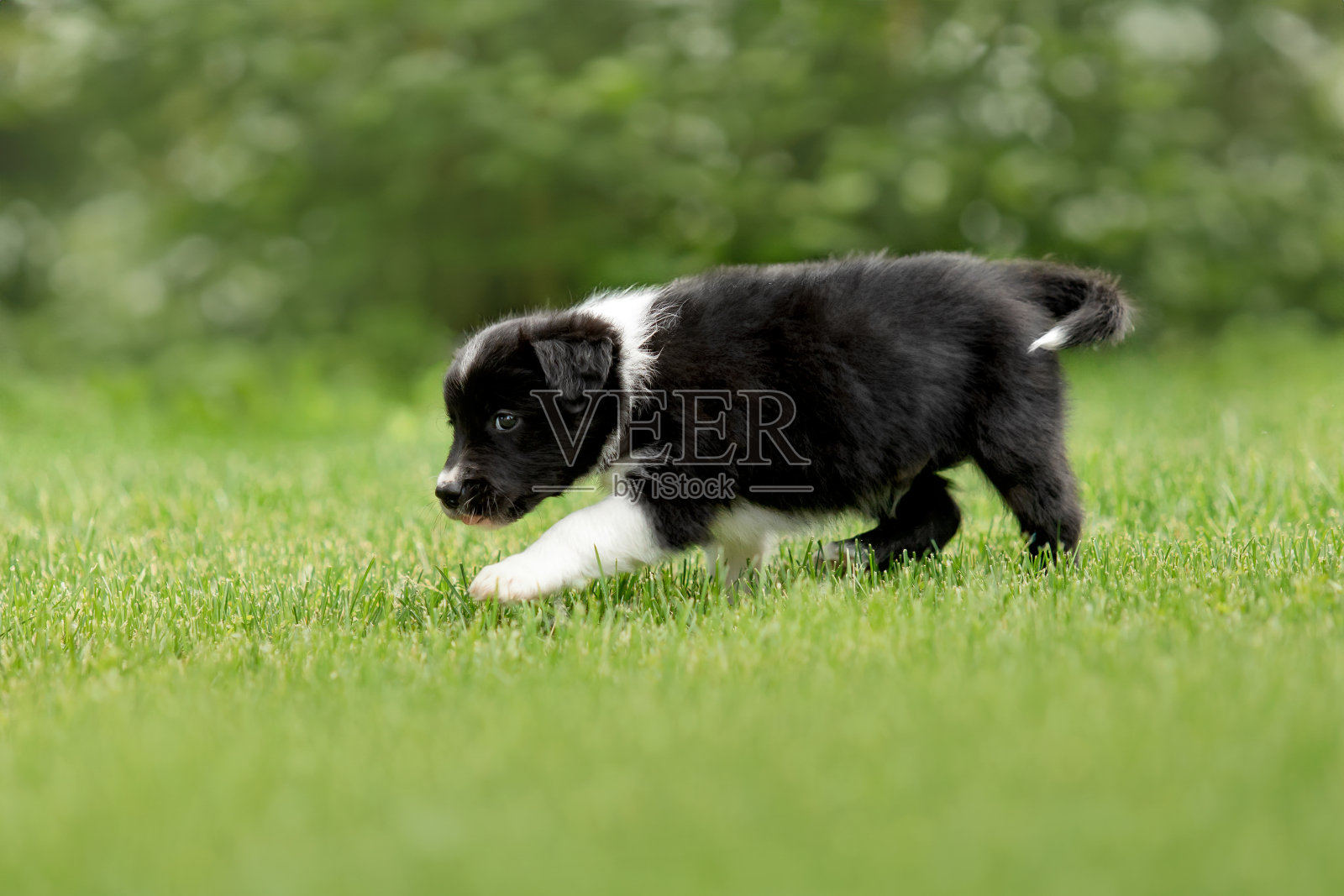 可爱的边境牧羊犬小狗在郁郁葱葱的绿草地上嬉戏，体现了狗的陪伴精神。照片摄影图片