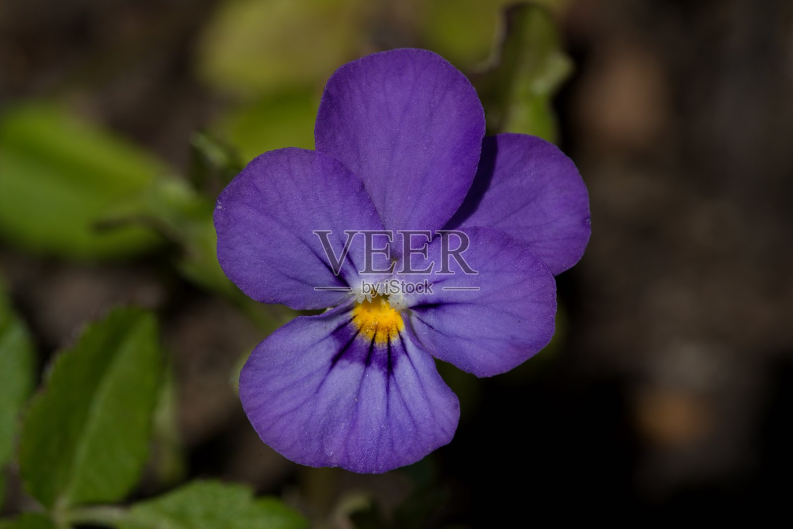 花园三色堇照片摄影图片