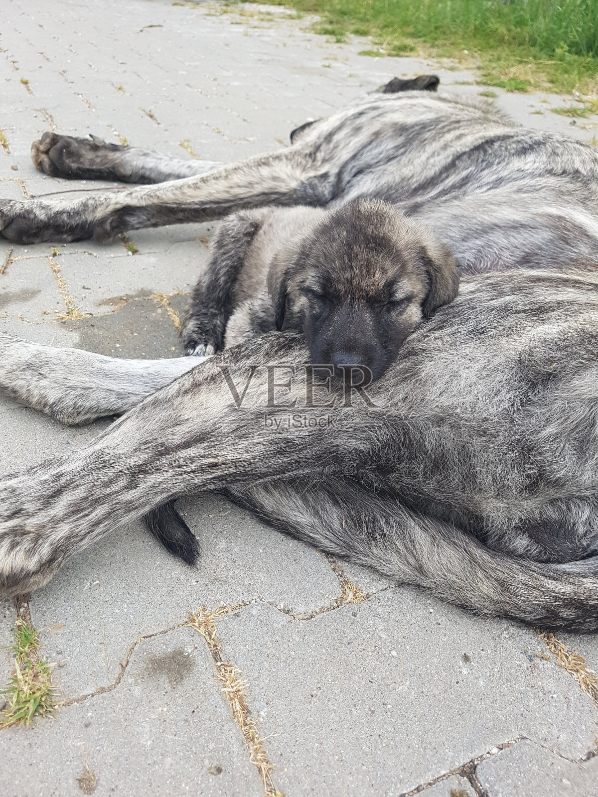 小狗和她的妈妈照片摄影图片