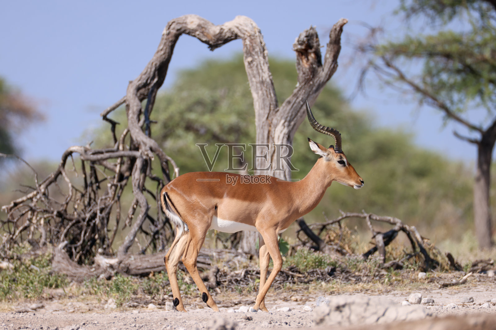 纳米比亚丛林中的一只雄性黑斑羚照片摄影图片