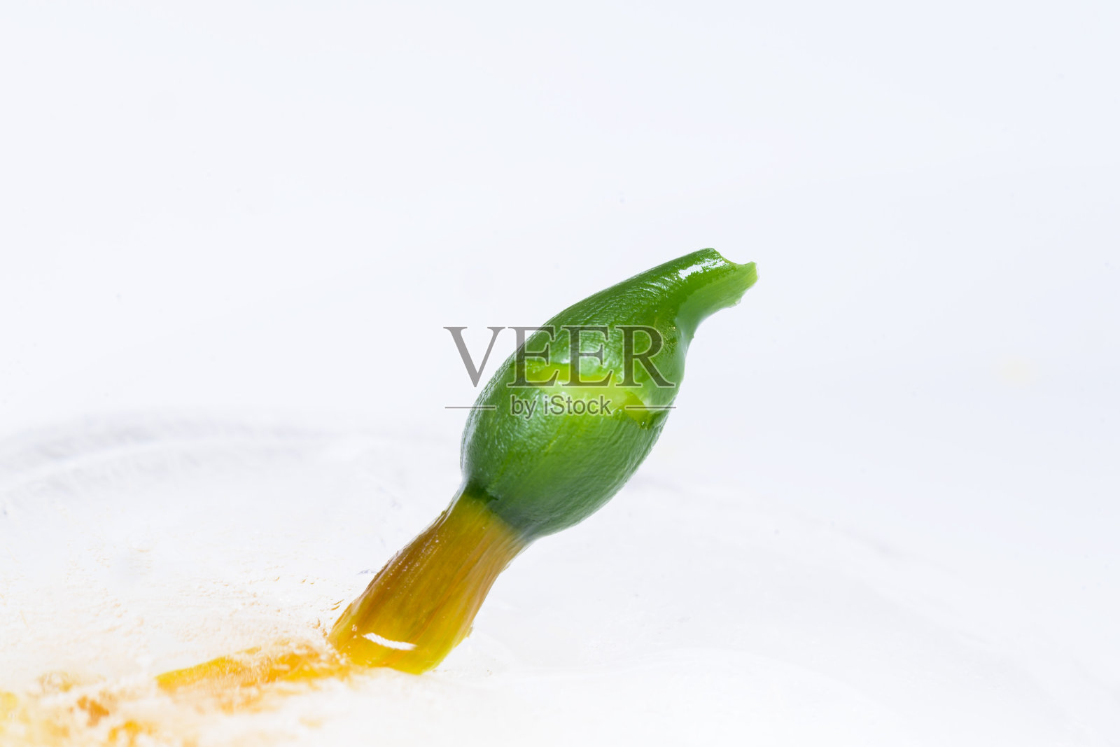 绿色和黄色植物的发芽芽生长在冰冻的冰与白色的背景照片摄影图片