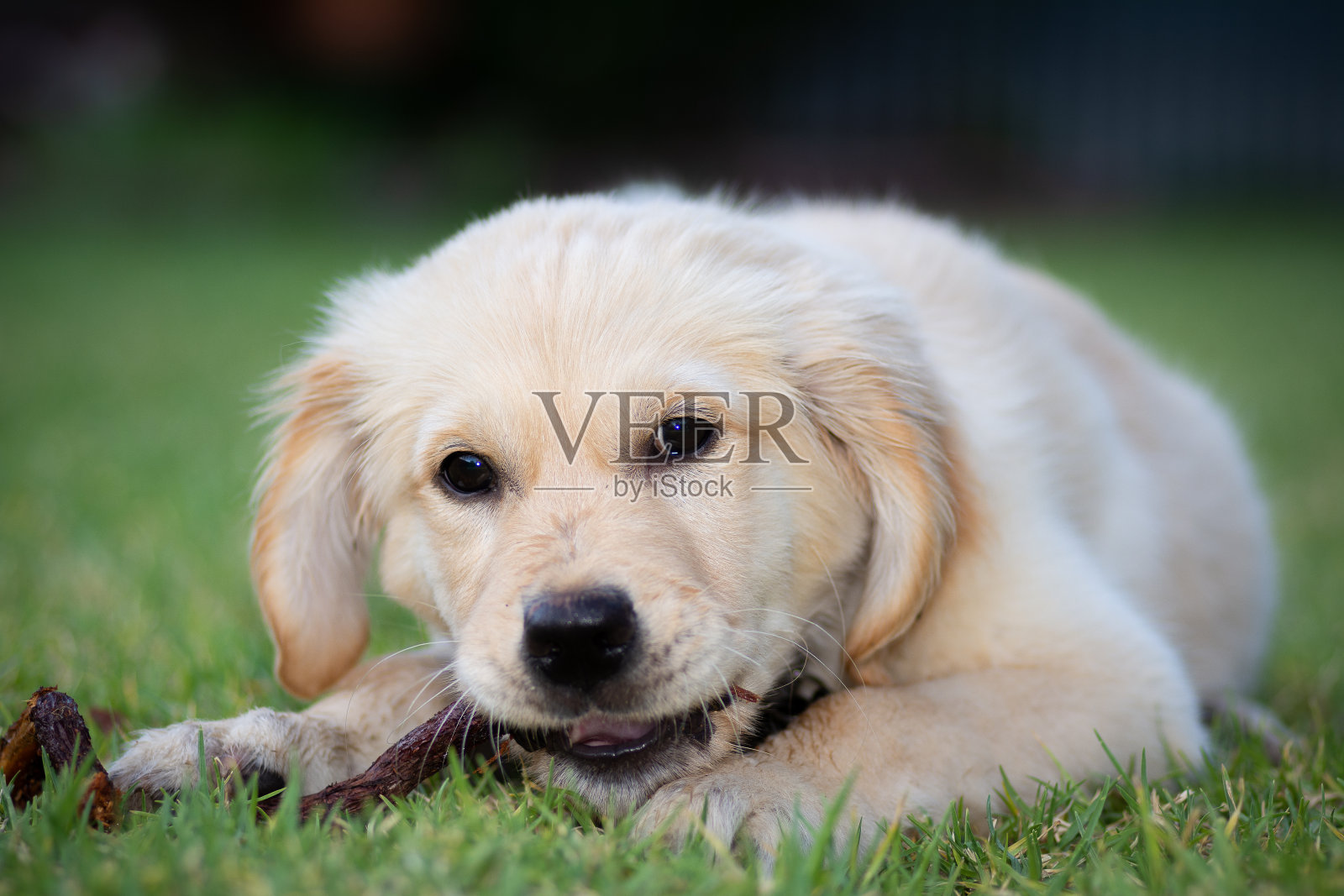 金毛猎犬幼犬照片摄影图片