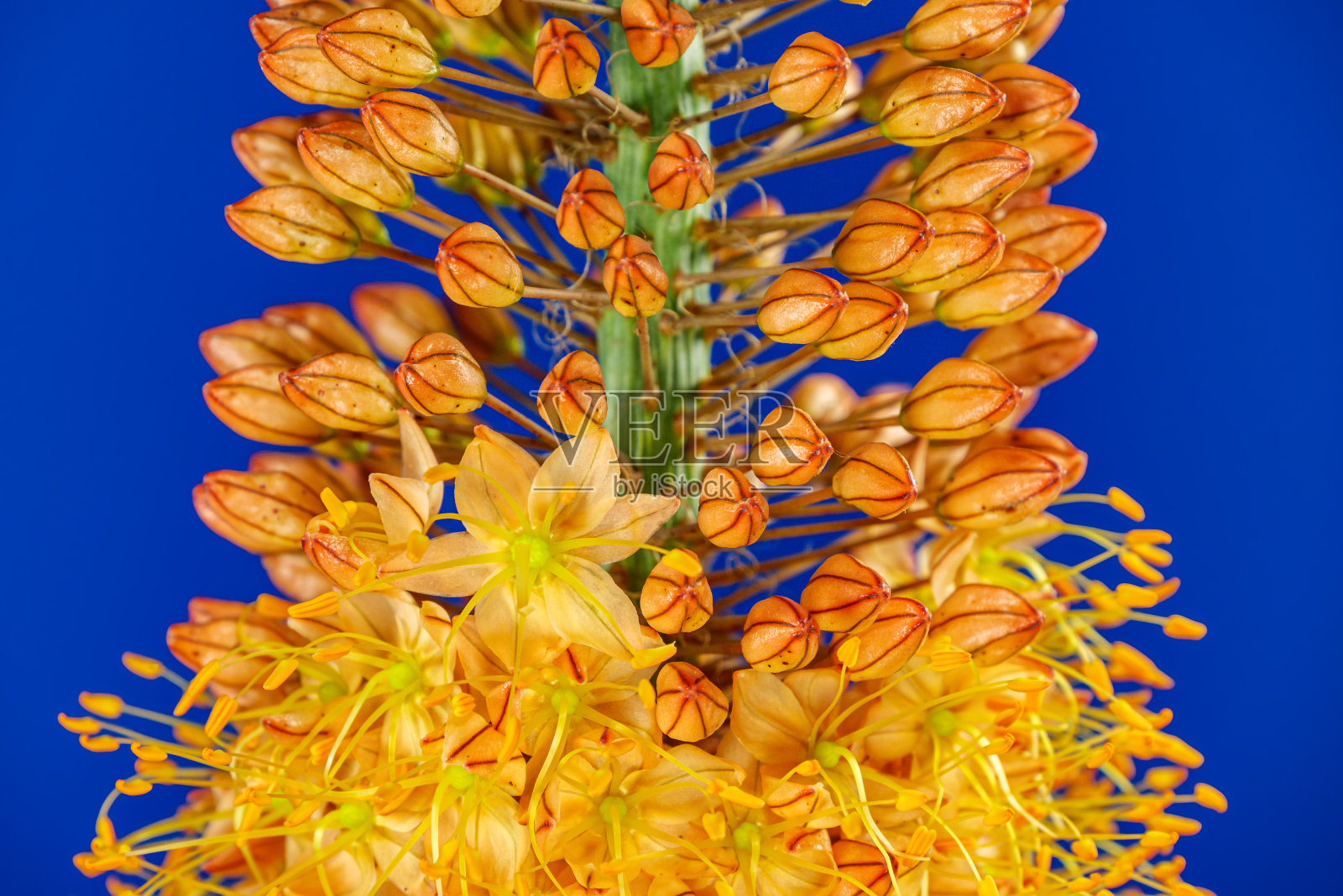 在蓝色背景上绽放的橙花樱草。狐尾百合或狐尾草照片摄影图片