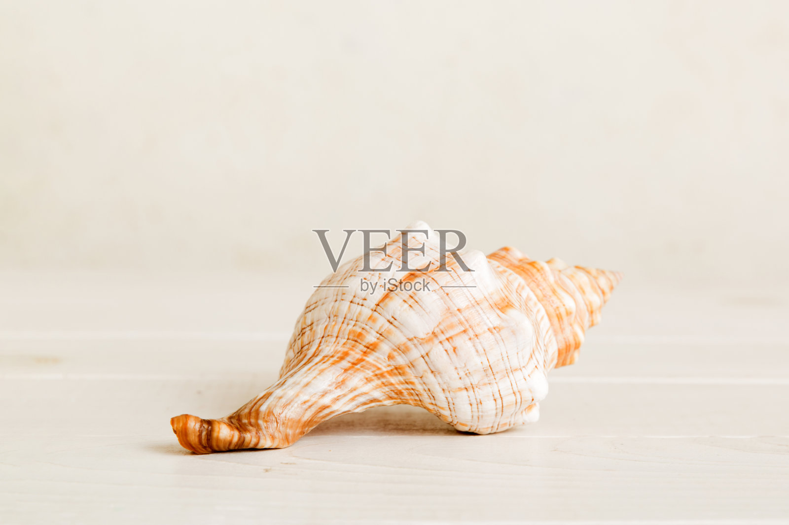 夏季时间概念与海贝壳或海星在桌子背景与文本复制空间照片摄影图片