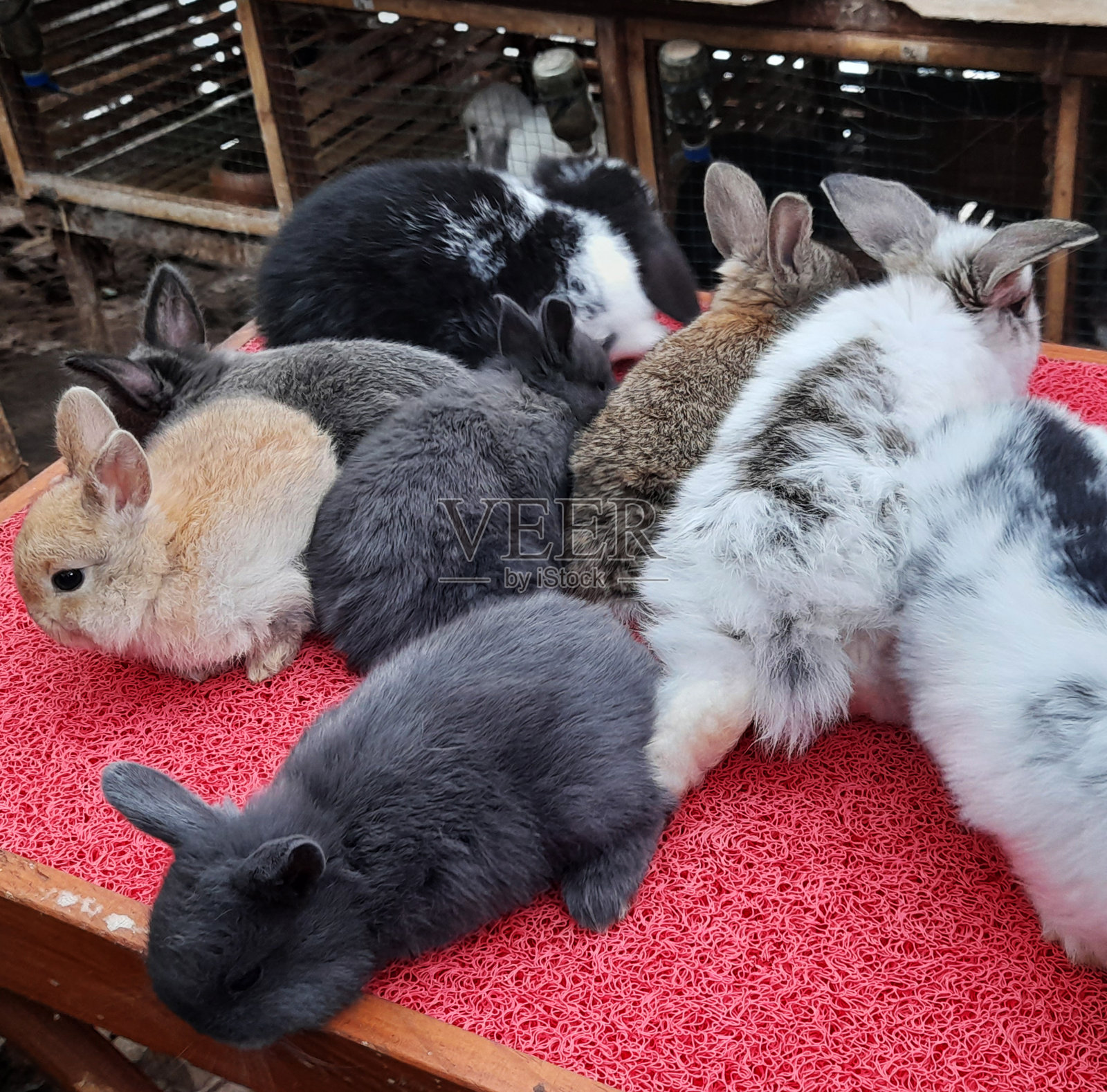 可爱的兔子在红地毯上玩耍。家养动物照片摄影图片