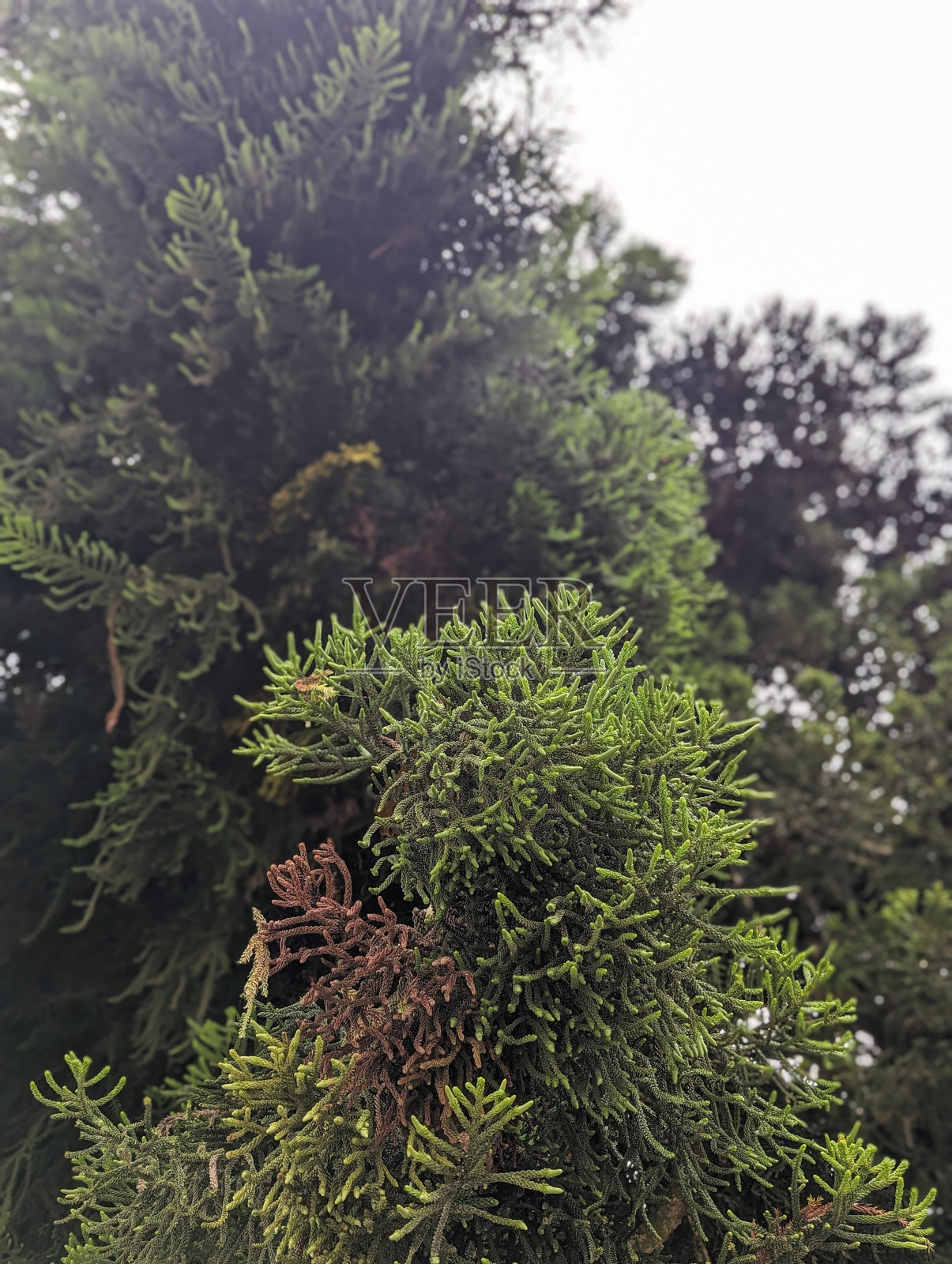 松树照片摄影图片