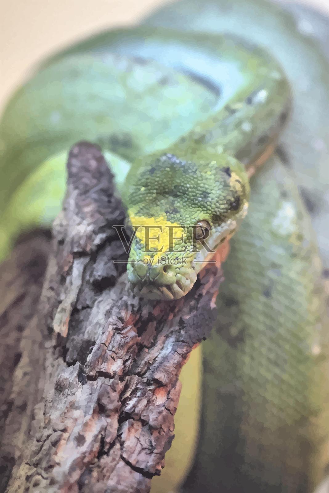 翡翠蛇:绿树蟒特写。jpg照片摄影图片