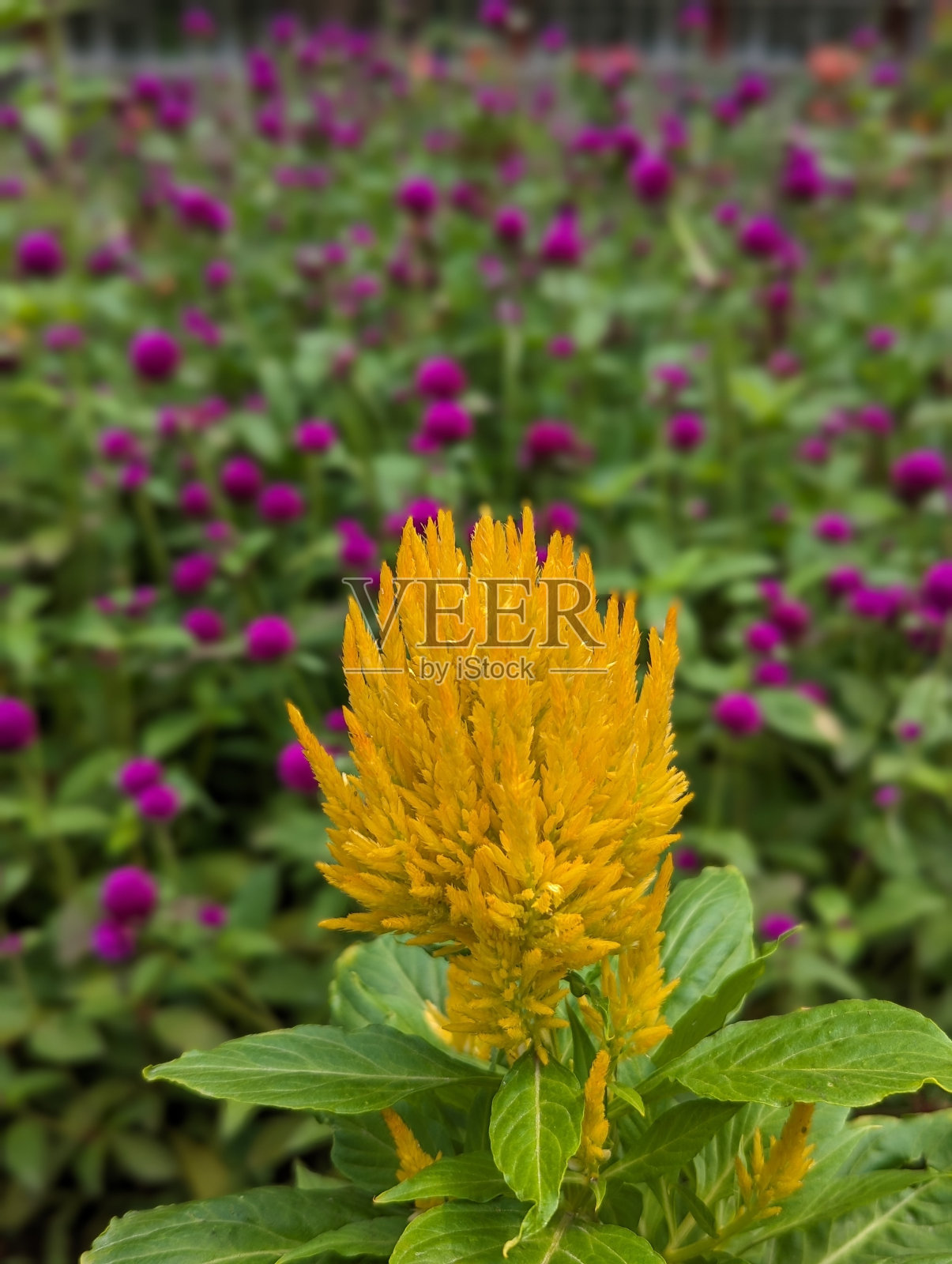 鼠尾草照片摄影图片