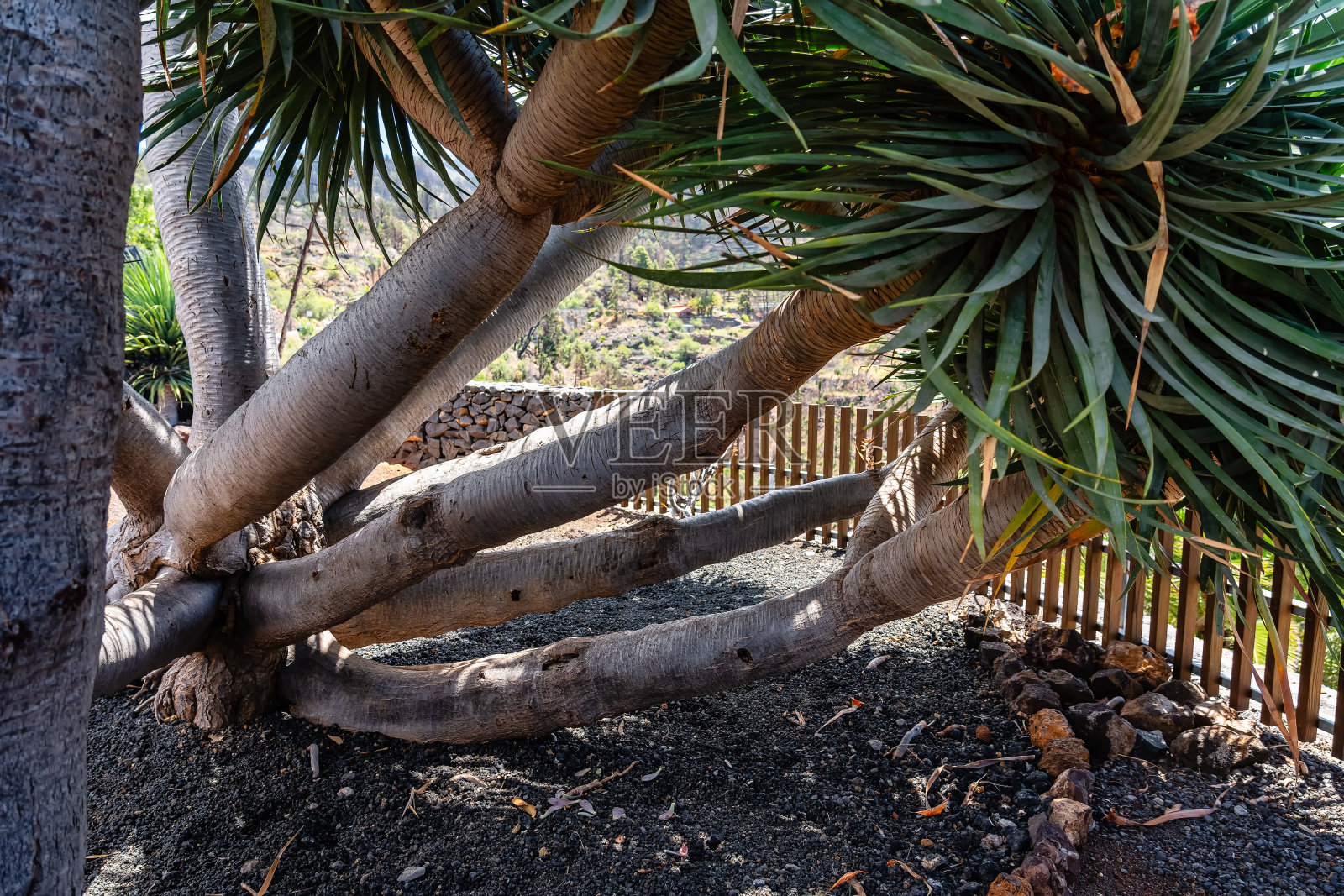起源于西班牙拉帕尔马岛上的加那利群岛的一种叫做龙的树的树枝。照片摄影图片