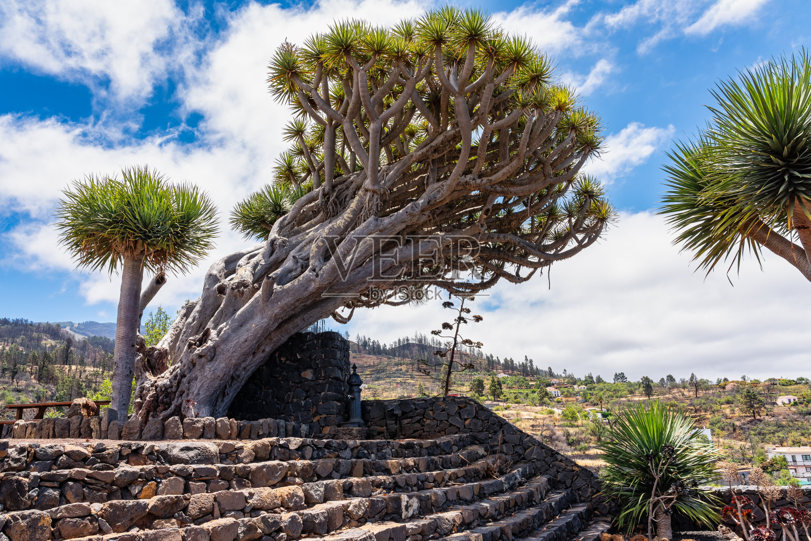 加那利的一种叫做龙ago的树，由于风的影响而生长在大海的方向，拉帕尔马。照片摄影图片