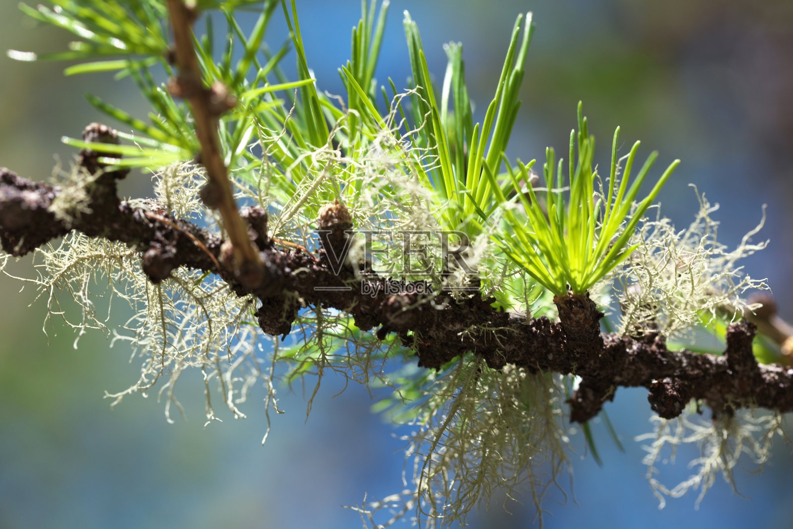 一捆捆带着地衣的落叶松新针叶照片摄影图片