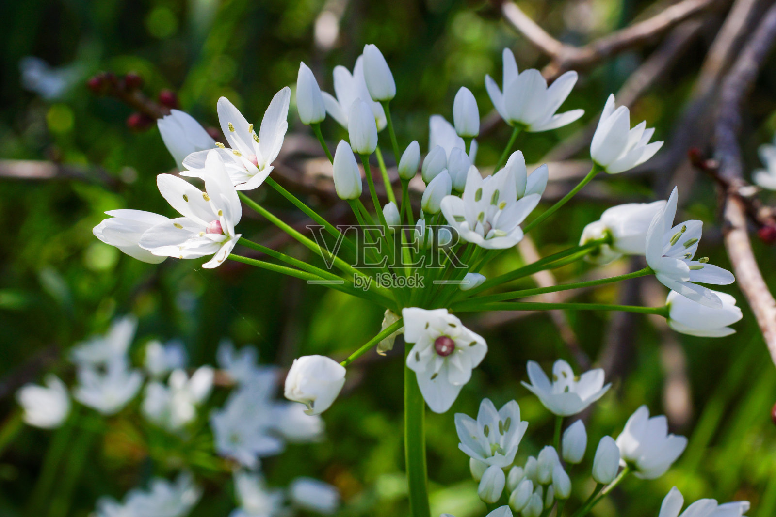 野花那不勒斯蒜(Allium neapolitanum)的白花，产自塞浦路斯照片摄影图片