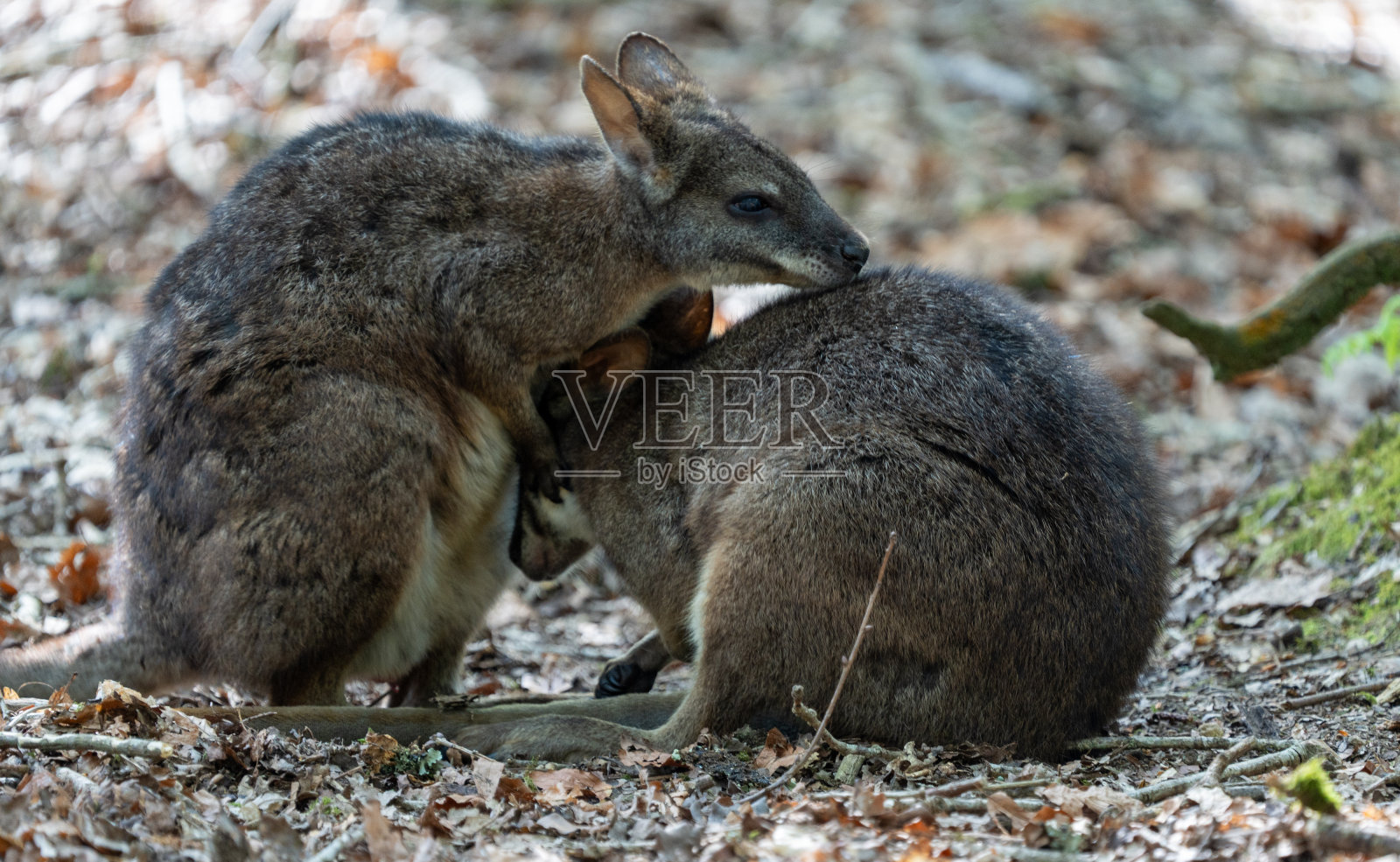 漫步在Le Guerno和动物园参观照片摄影图片