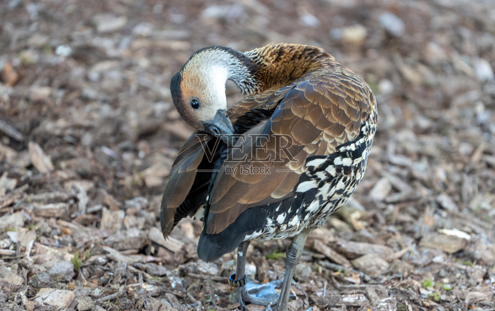 漫步在Le Guerno和动物园参观照片摄影图片