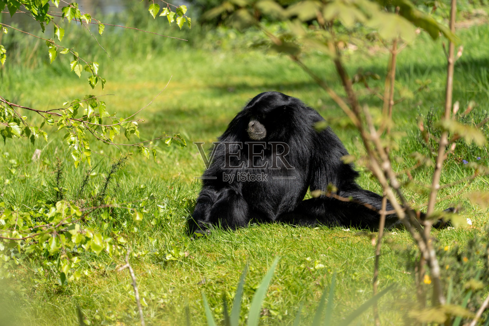 漫步在Le Guerno和动物园参观照片摄影图片