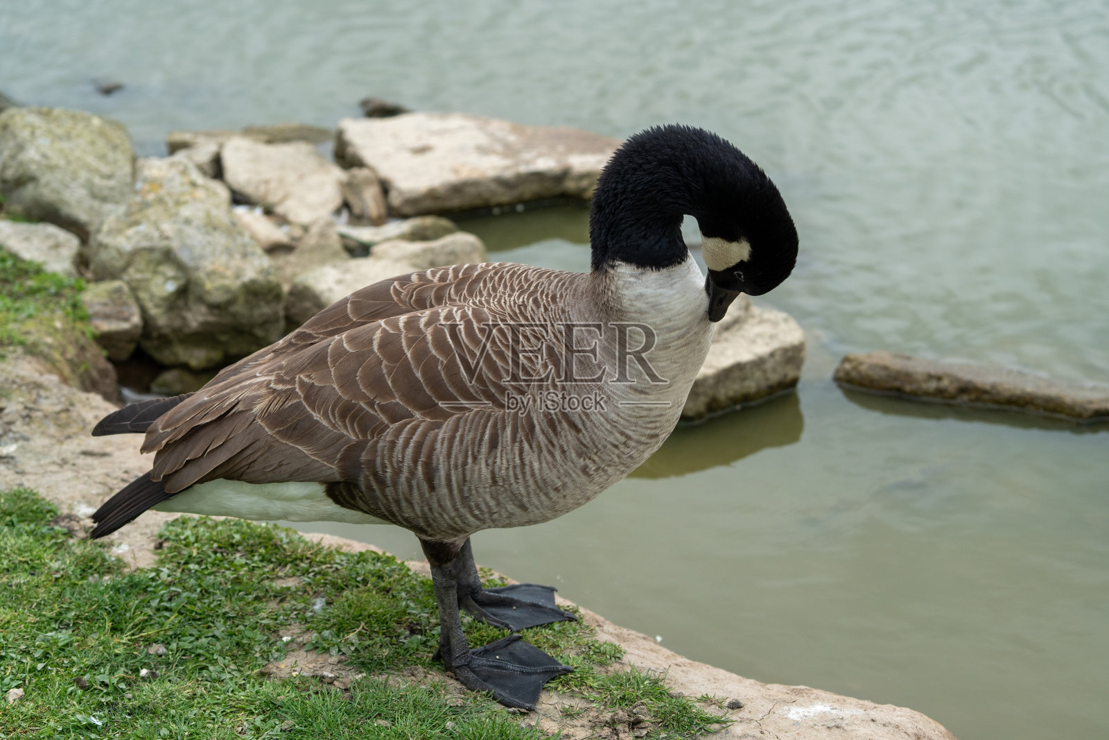 鸭照片摄影图片