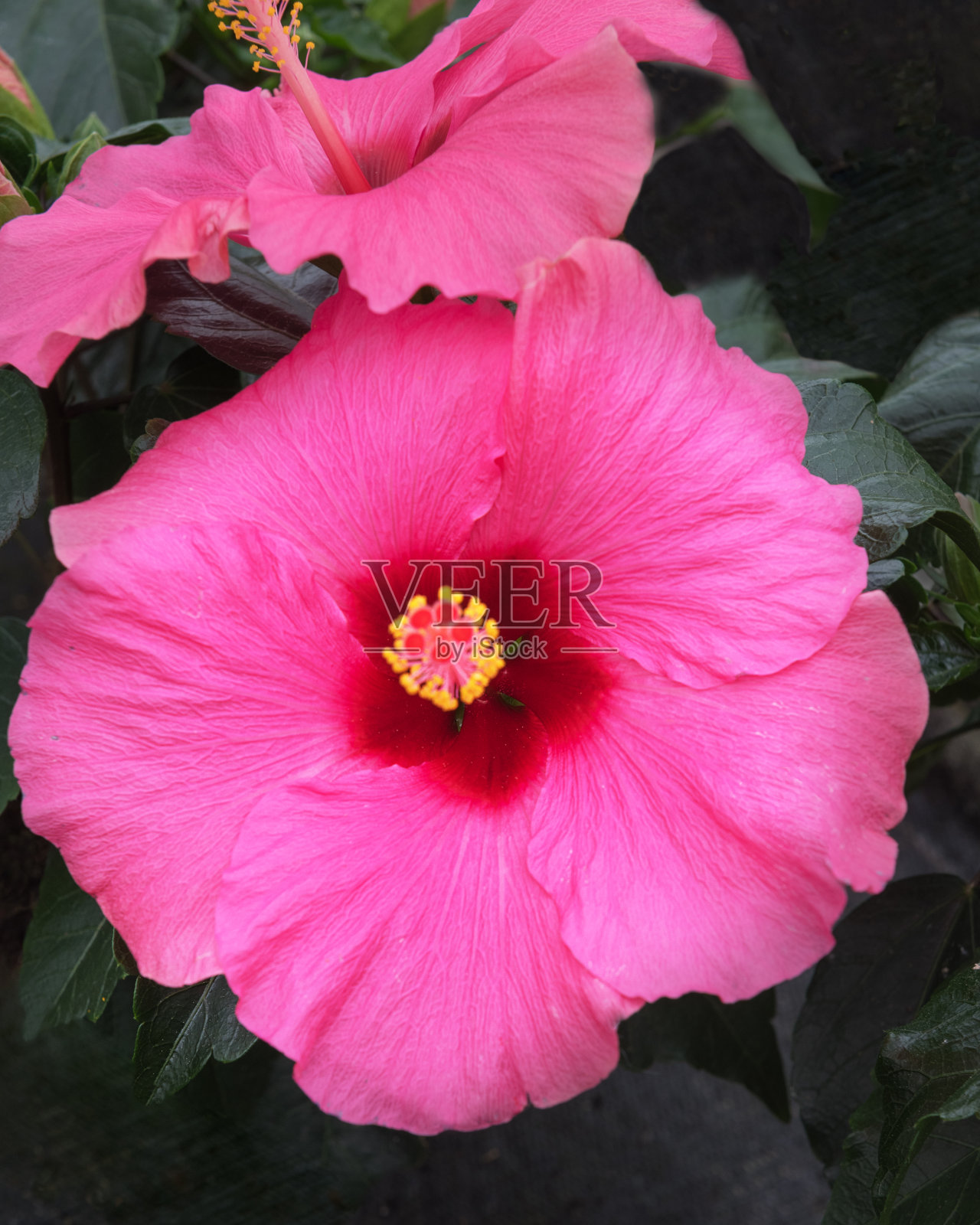 玫瑰芙蓉、中国芙蓉、月季、夏威夷芙蓉、玫瑰锦葵、鞋黑植物照片摄影图片