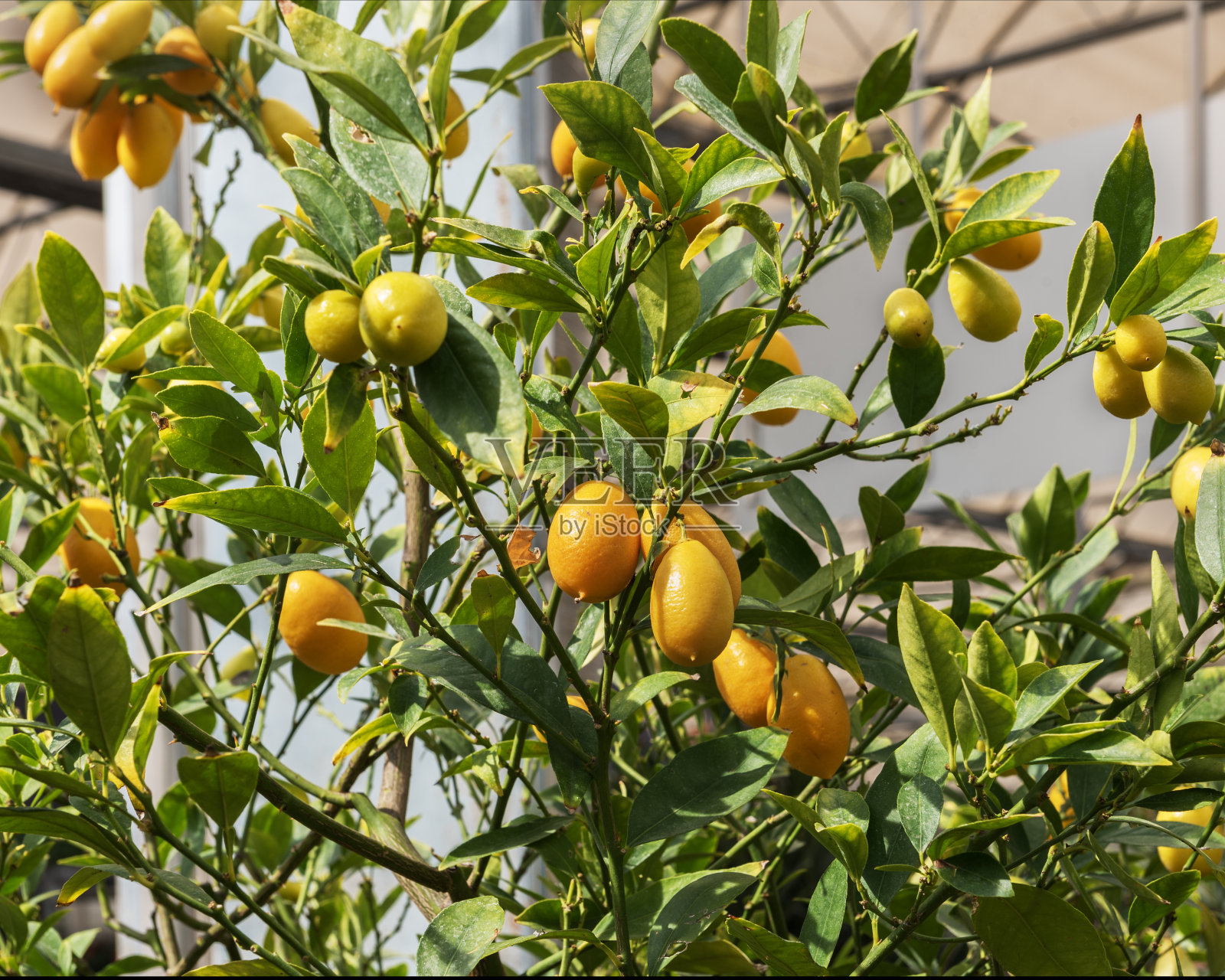 金橘，一种小的，被子植物，结果的树照片摄影图片