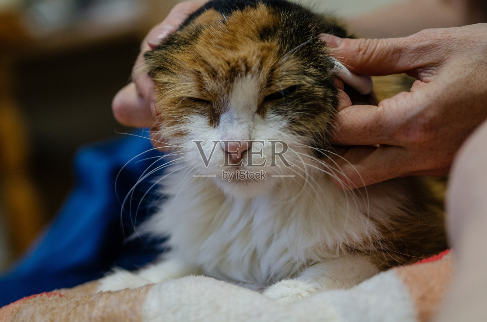 可爱的猫咪正在接受治疗，特写照片摄影图片