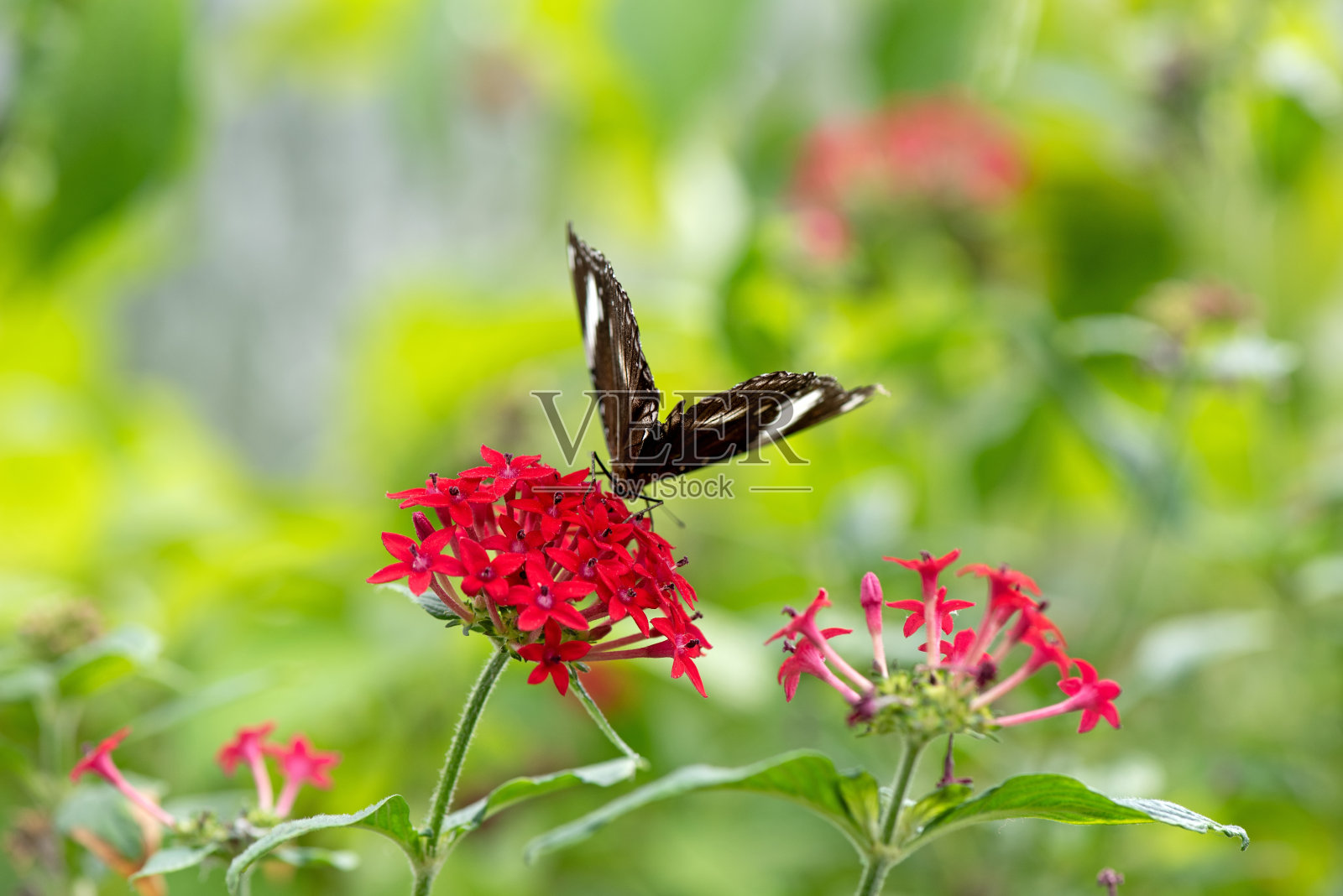腹观卵蝶或蓝月蝶于红花上照片摄影图片