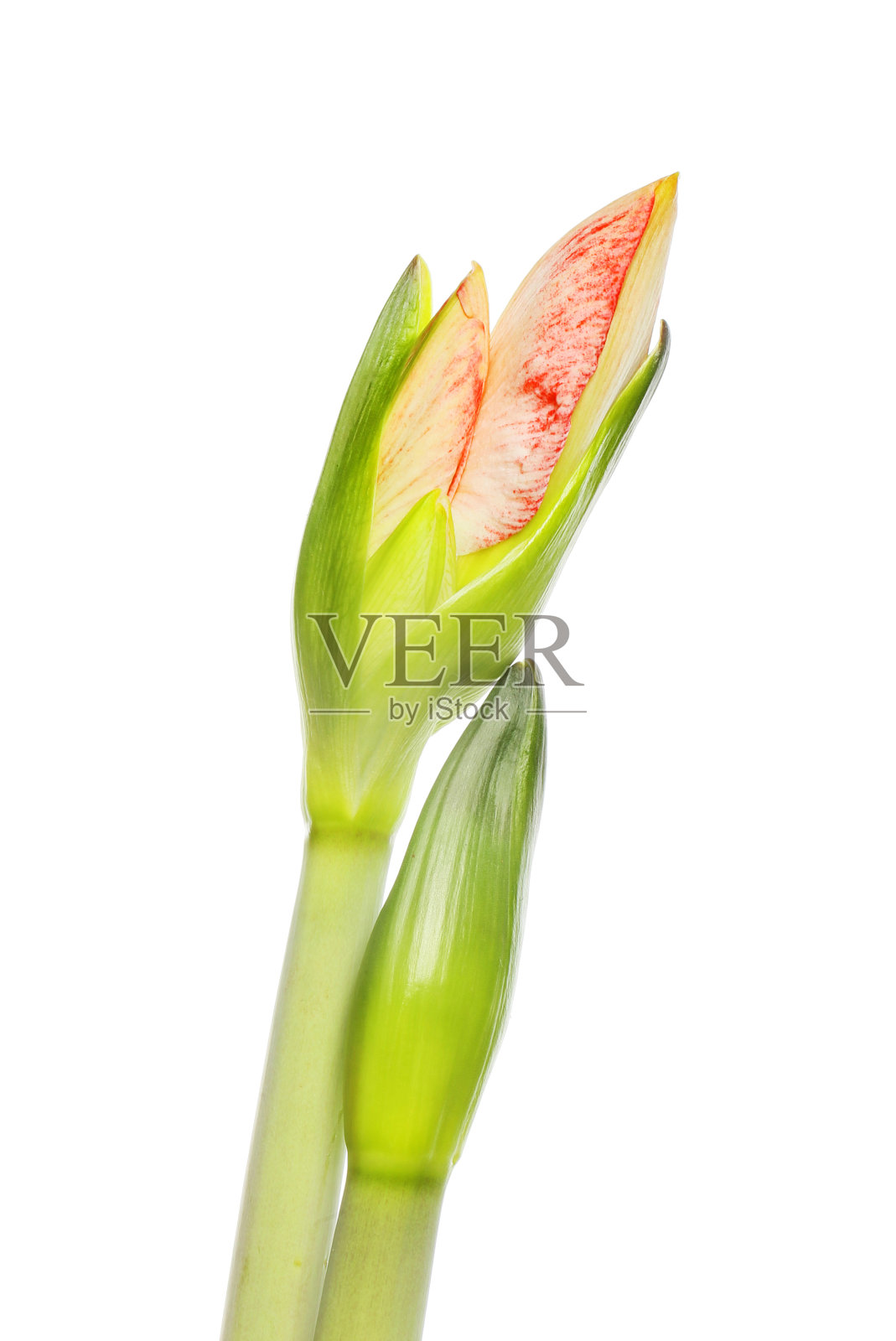 朱顶花的花蕾照片摄影图片