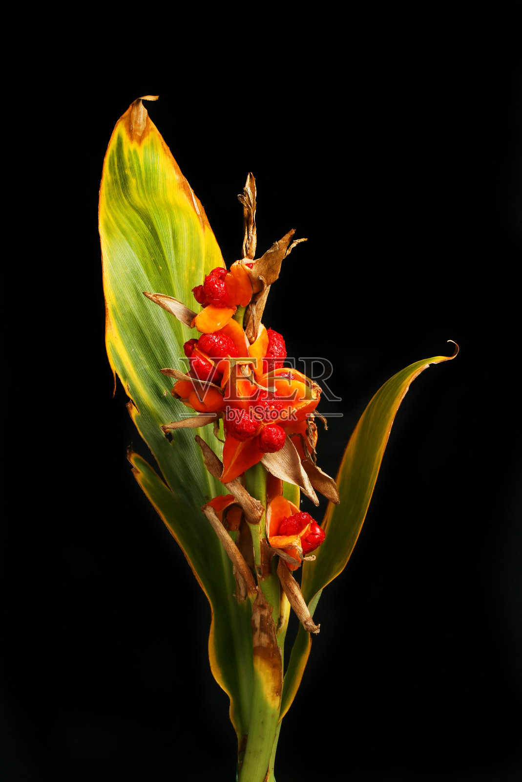 姜百合反黑照片摄影图片