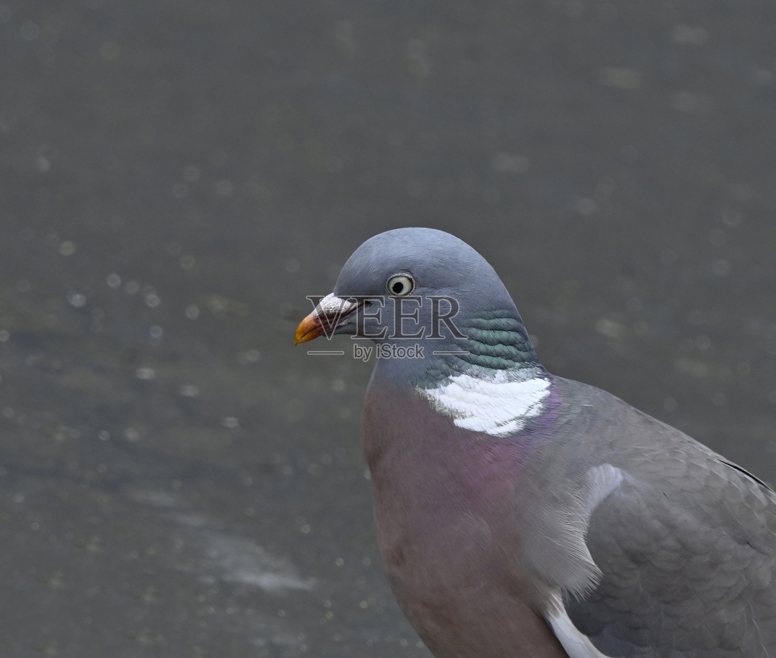 木鸽，木鸽照片摄影图片
