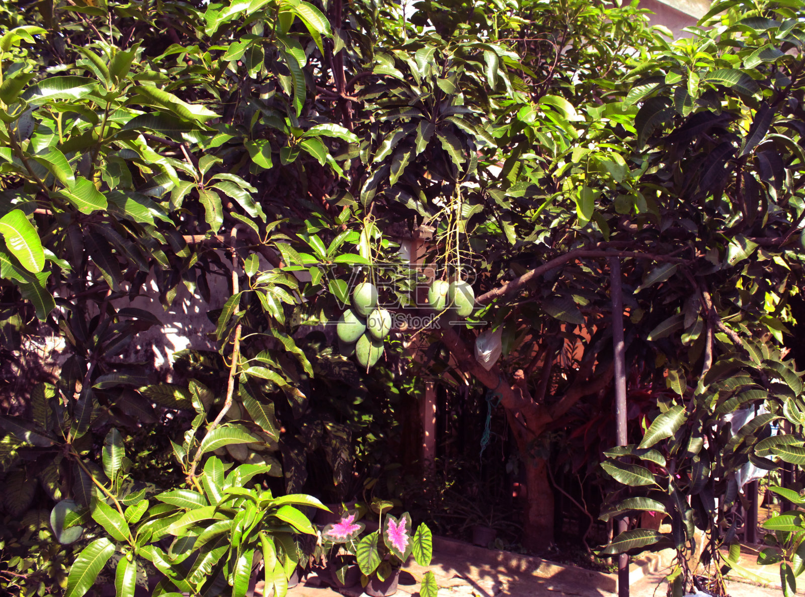 芒果树。美味的芒果照片摄影图片