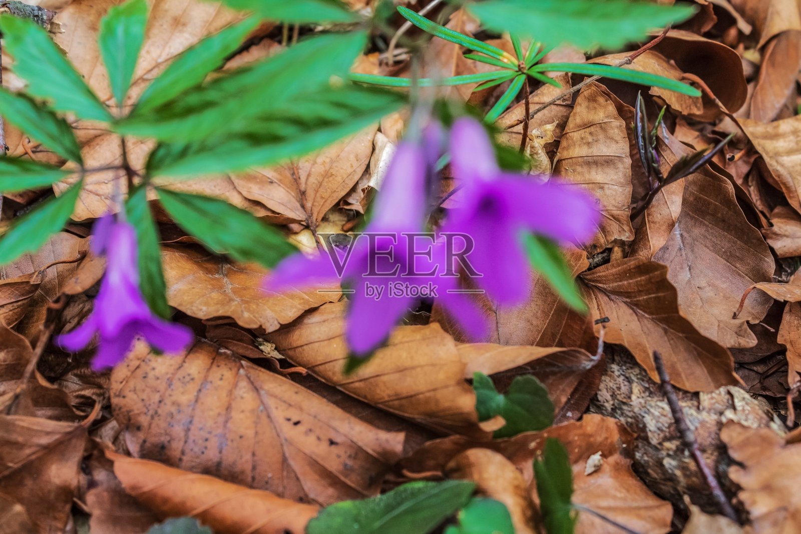 宏观森林-欧洲，罗马尼亚，木薯地区照片摄影图片