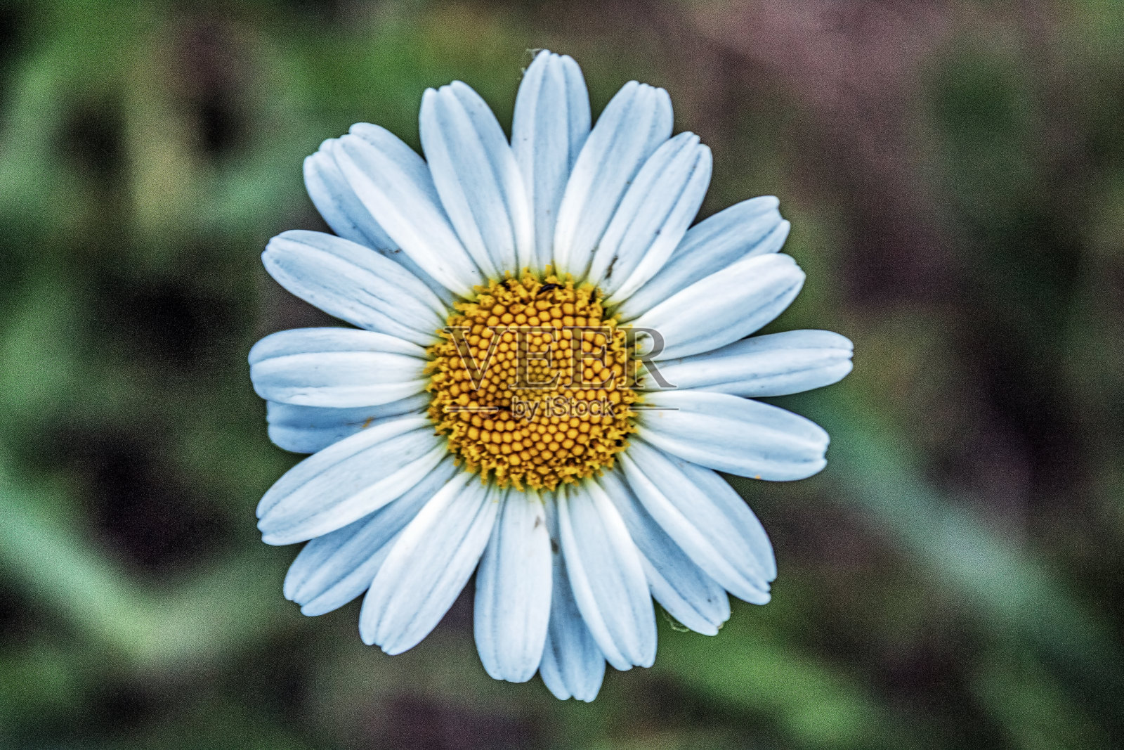 宏观森林-欧洲，罗马尼亚，木薯地区照片摄影图片