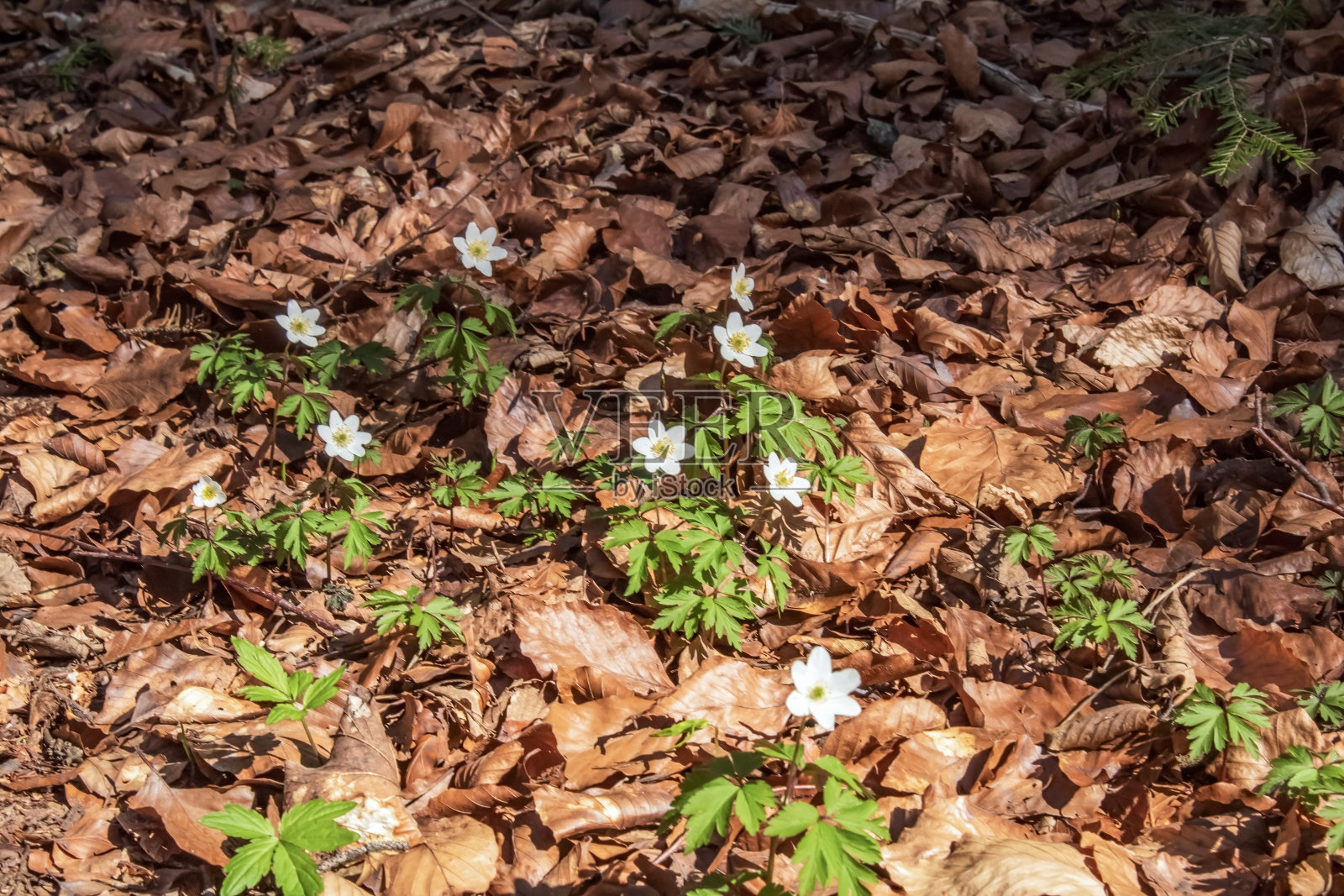 宏观森林-欧洲，罗马尼亚，木薯地区照片摄影图片