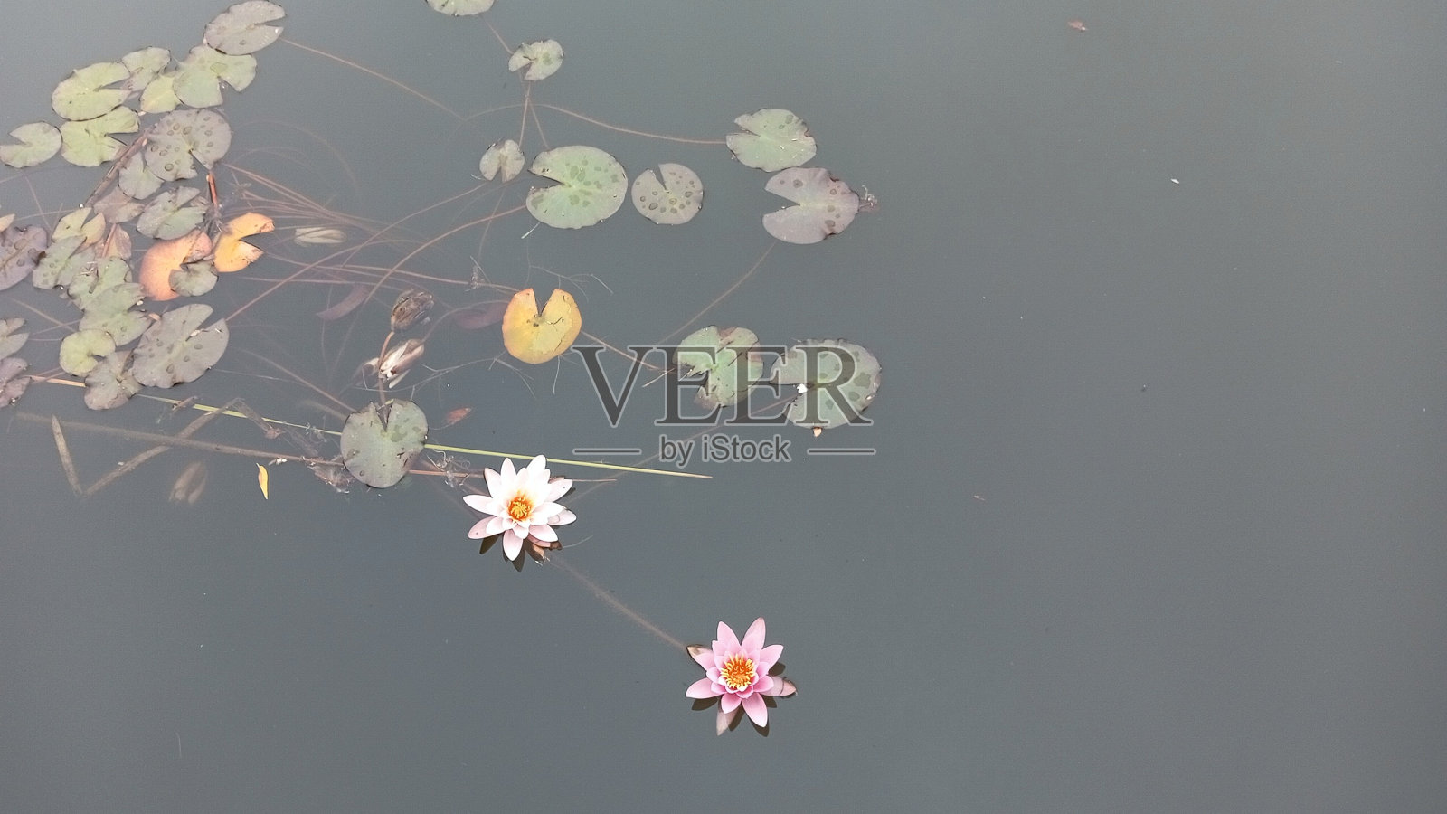 花照片摄影图片