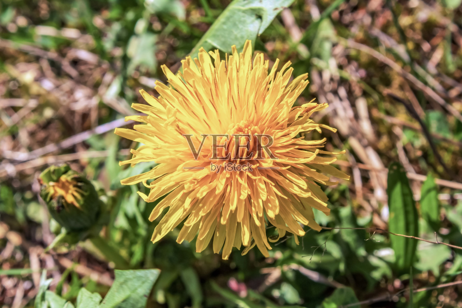 宏观森林-欧洲，罗马尼亚，木薯地区照片摄影图片