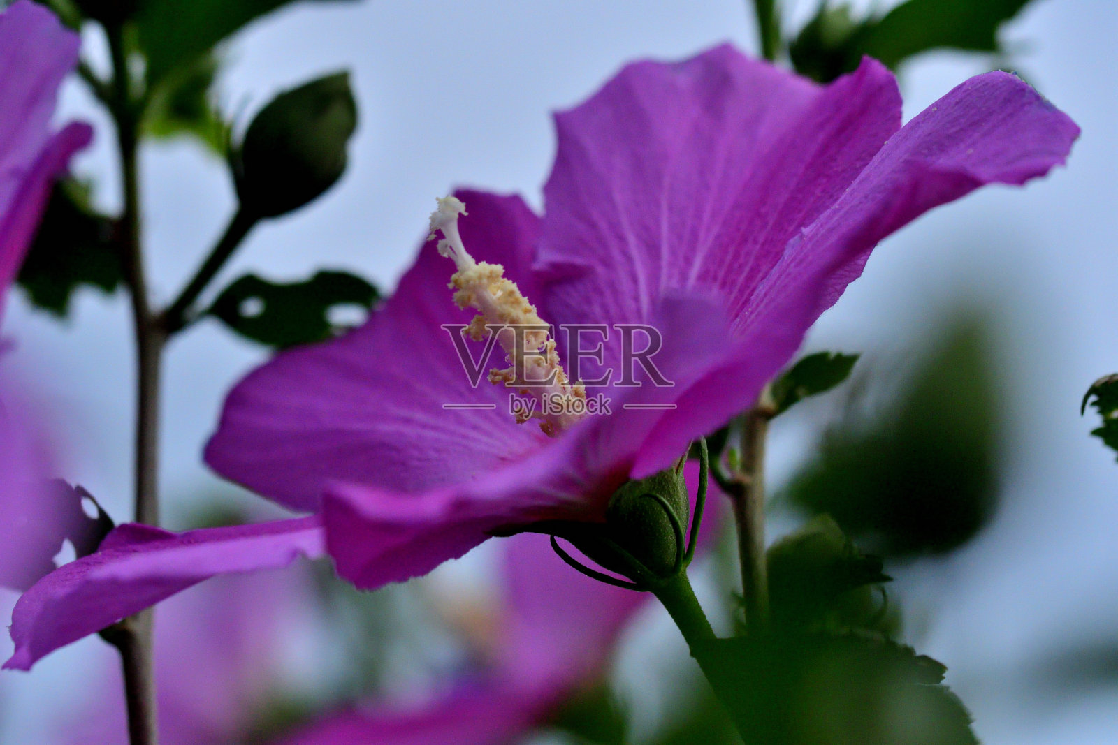 木槿/沙伦玫瑰:活力旺盛，喇叭形，落叶灌木，花艳丽照片摄影图片