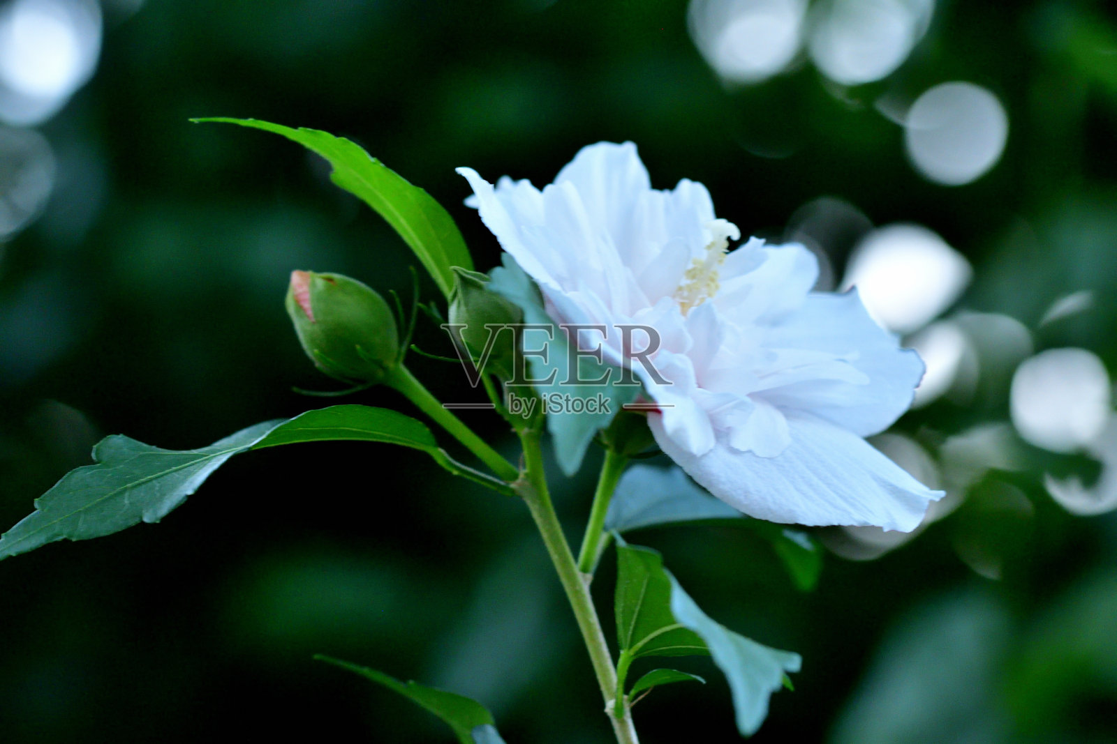 木槿/沙伦玫瑰:活力旺盛，喇叭形，落叶灌木，花艳丽照片摄影图片