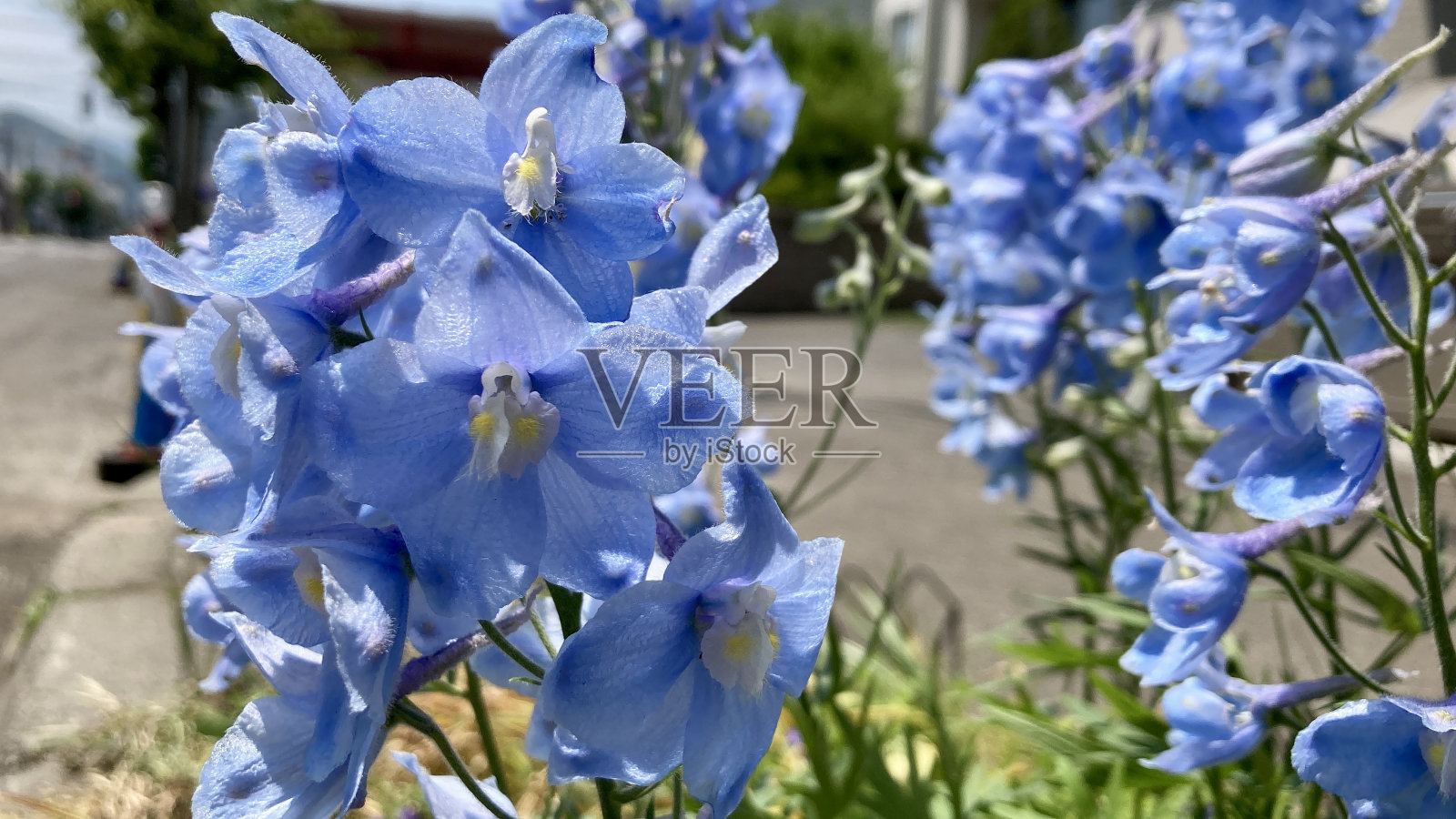 稀有的浅蓝色飞燕草照片摄影图片