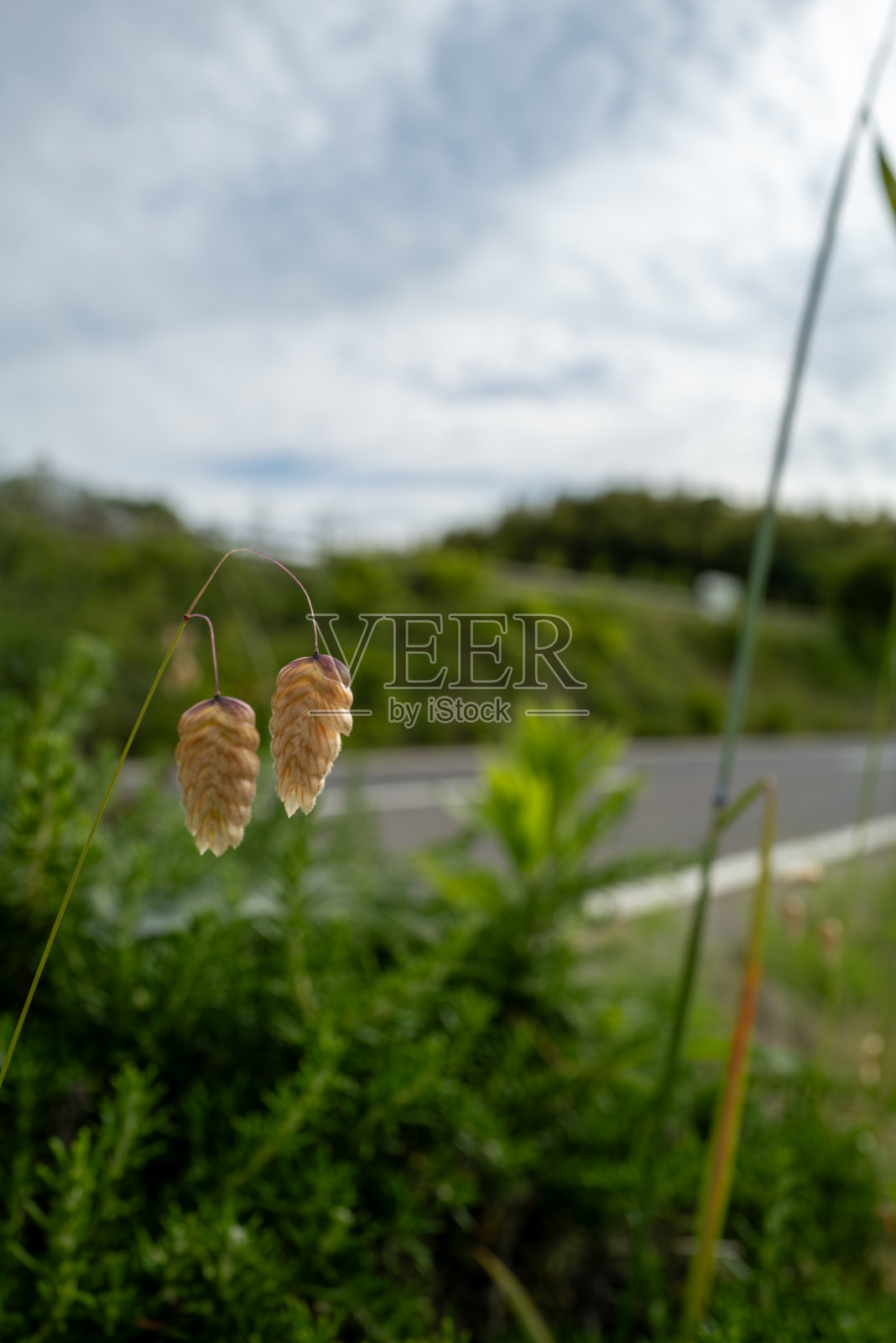 巨大的颤抖的草，生长在路边的野生照片摄影图片